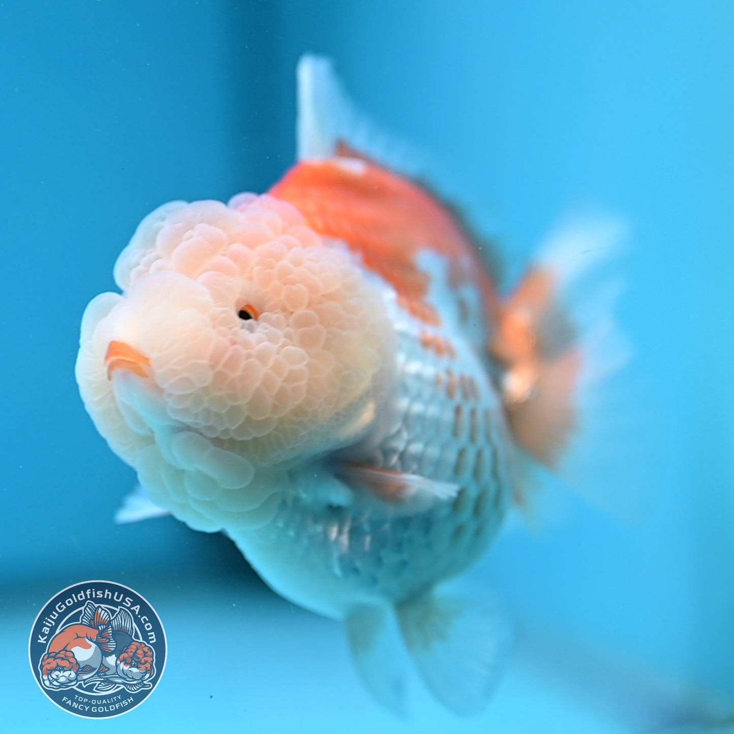 Red White Oranda 3.5 inch Body (251114_OR11)