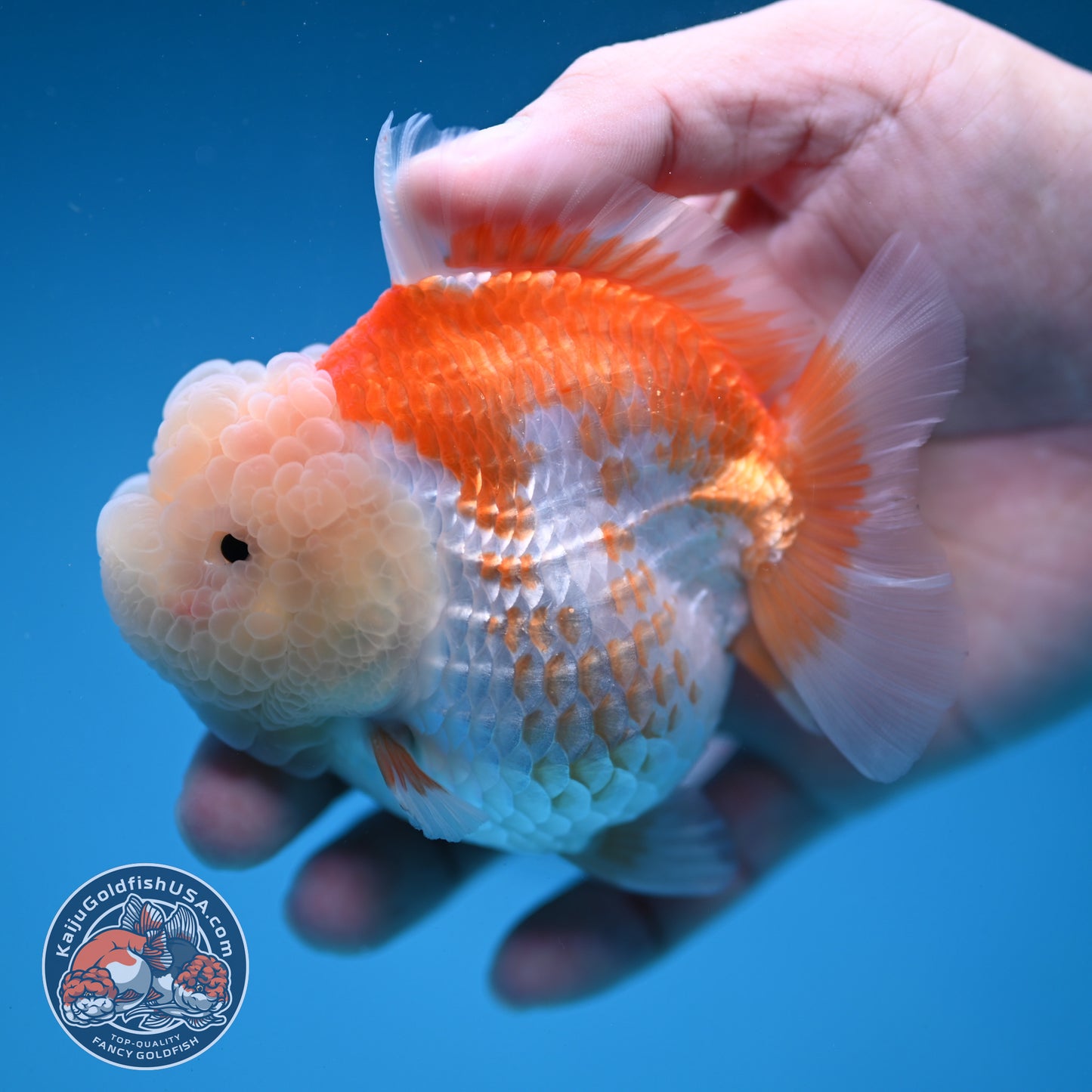 Red White Oranda 3.5 inch Body (251114_OR11)