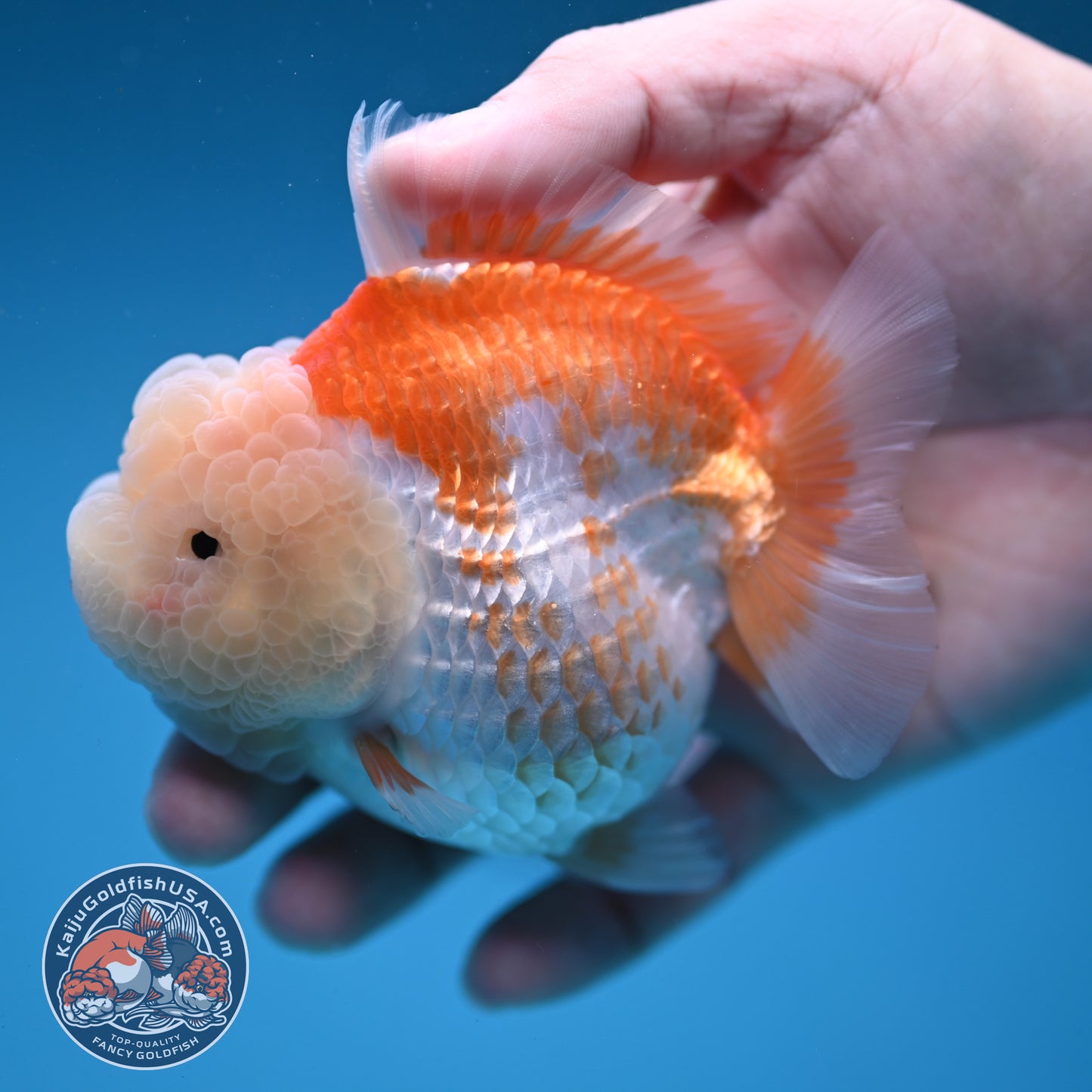 Red White Oranda 3.5 inch Body (251114_OR11)