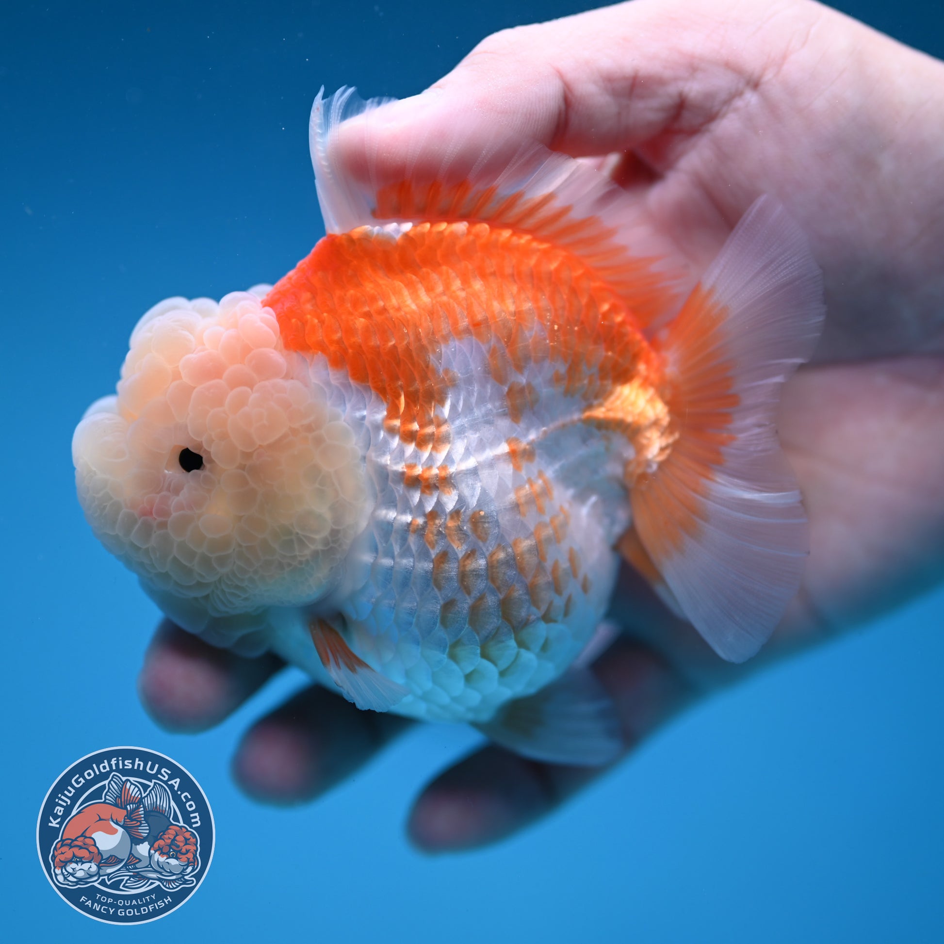 Red White Oranda 3.5 inch Body (251114_OR11)
