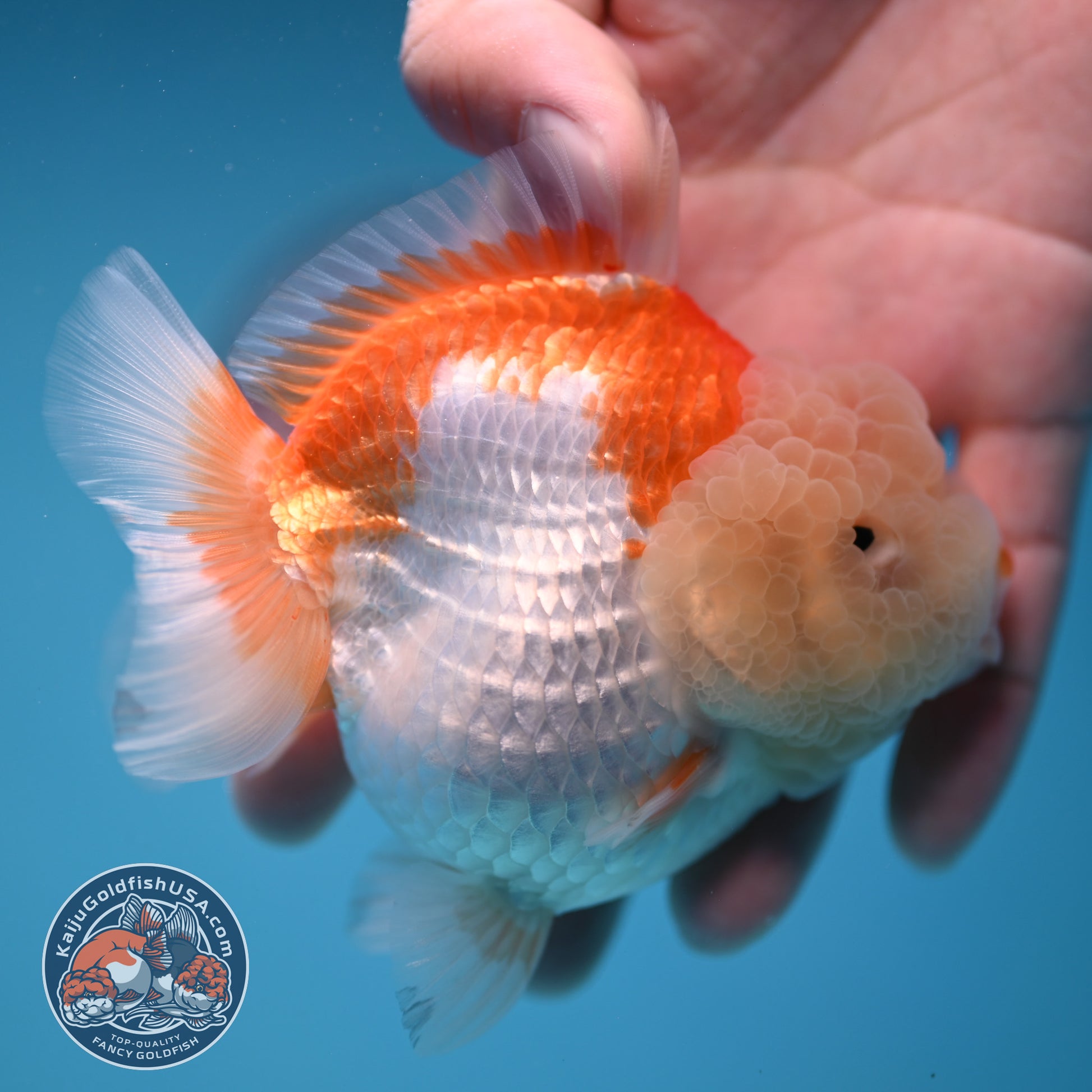 Red White Oranda 3.5 inch Body (251114_OR11)