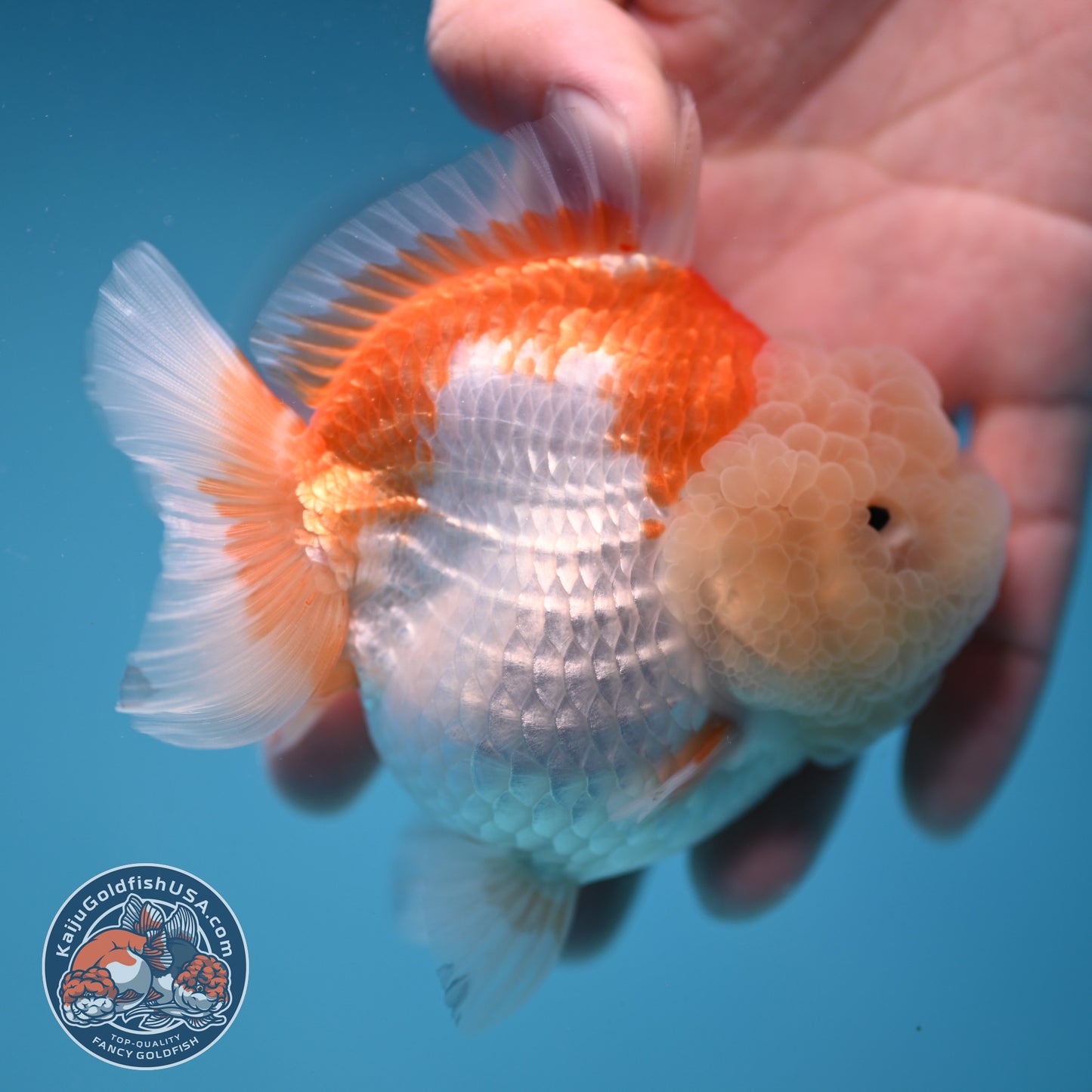 Red White Oranda 3.5 inch Body (251114_OR11)