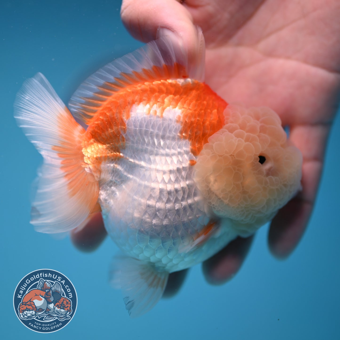 Red White Oranda 3.5 inch Body (251114_OR11)