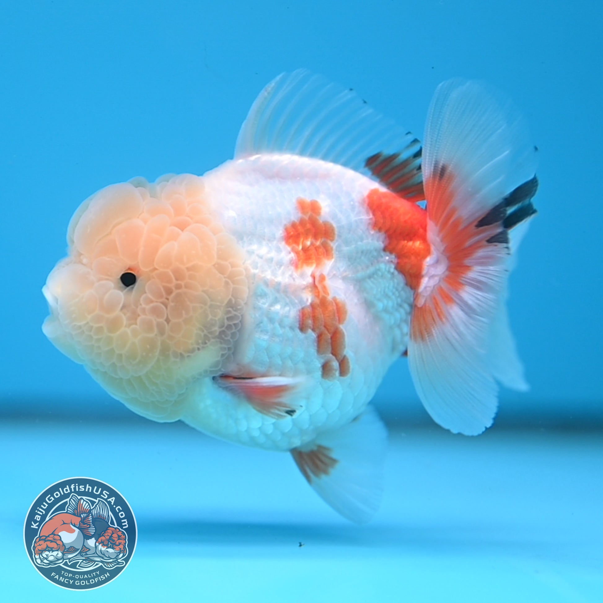 Red White Oranda 3.5 inch Body (251114_OR13)