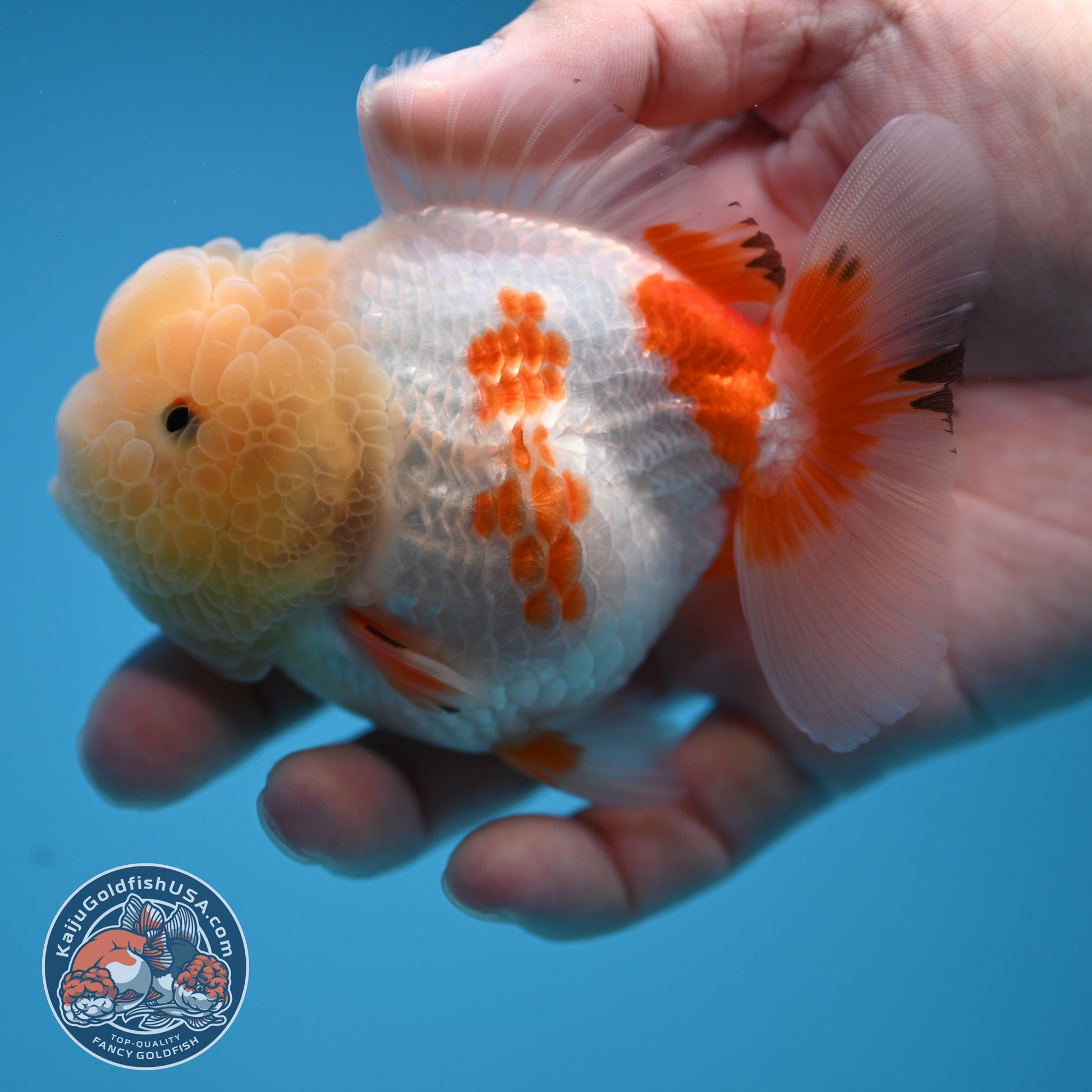 Red White Oranda 3.5 inch Body (251114_OR13)