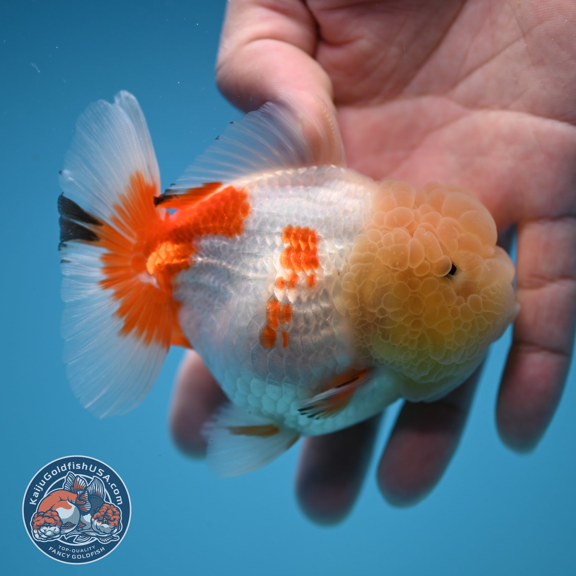 Red White Oranda 3.5 inch Body (251114_OR13)