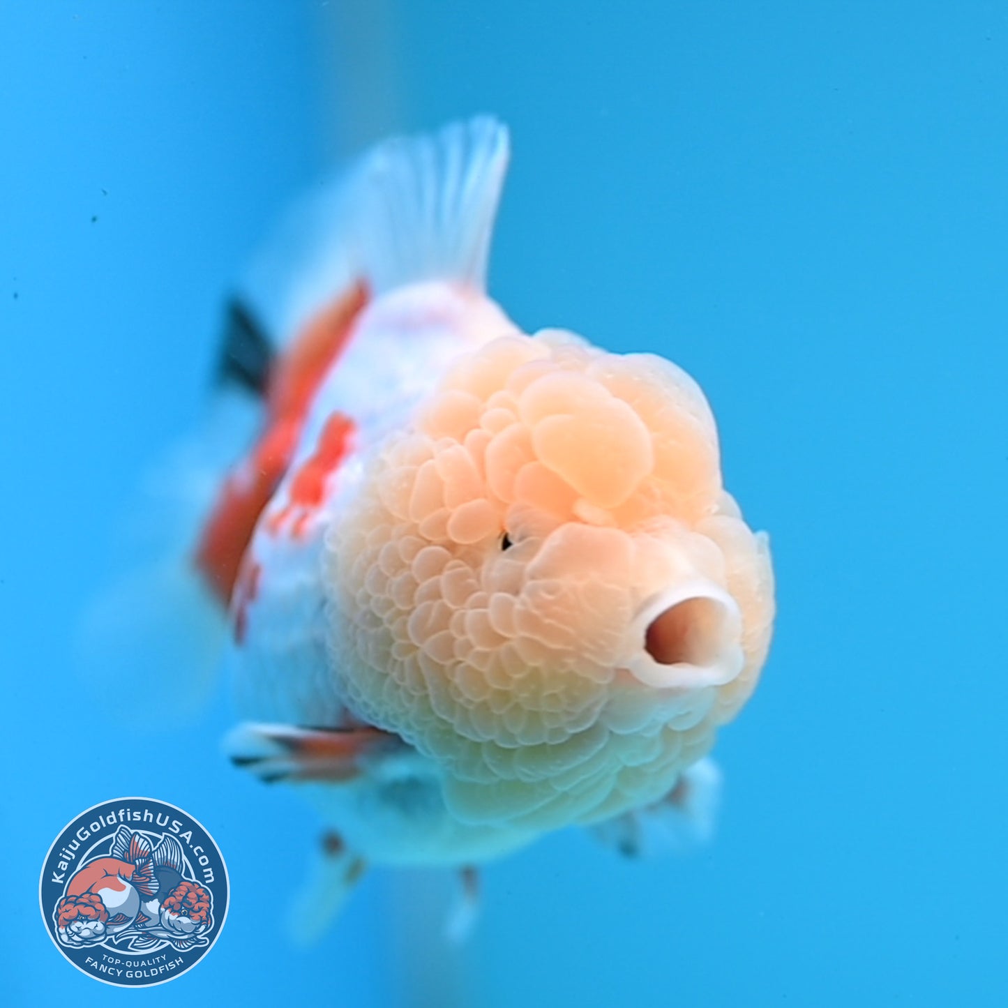 Red White Oranda 3.5 inch Body (251114_OR13)