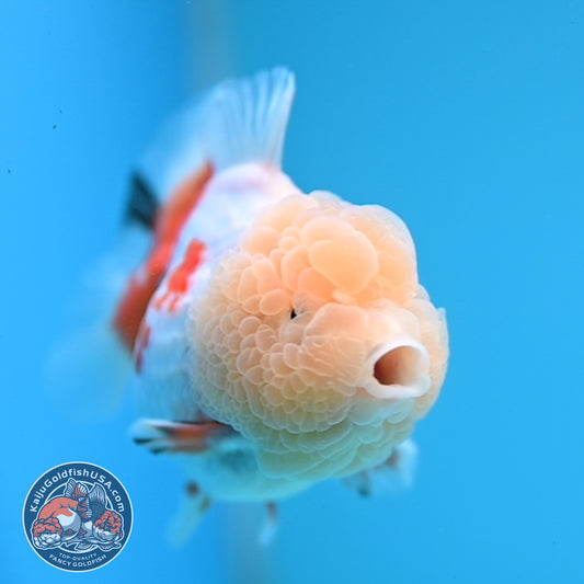 Red White Oranda 3.5 inch Body (251114_OR13)
