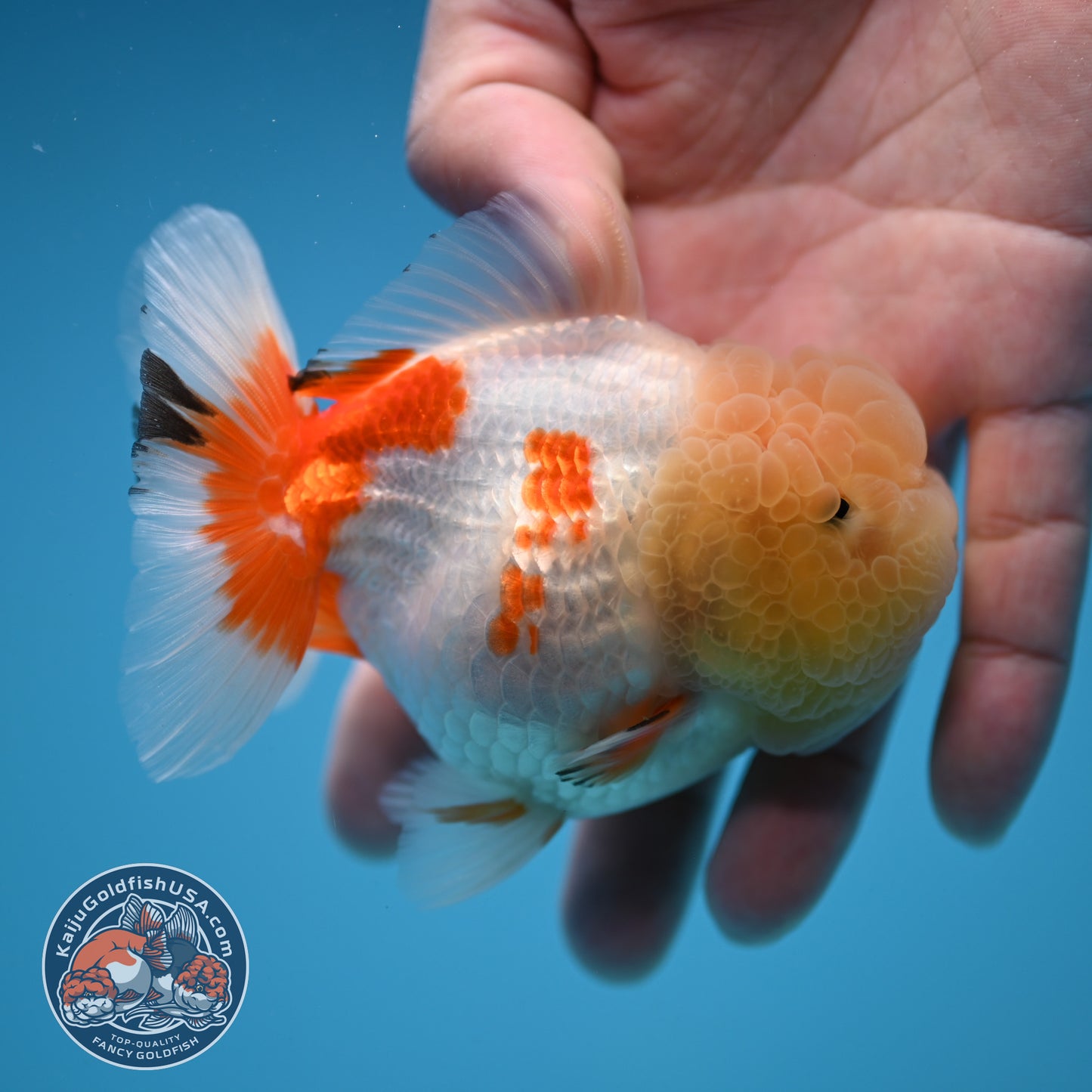 Red White Oranda 3.5 inch Body (251114_OR13)