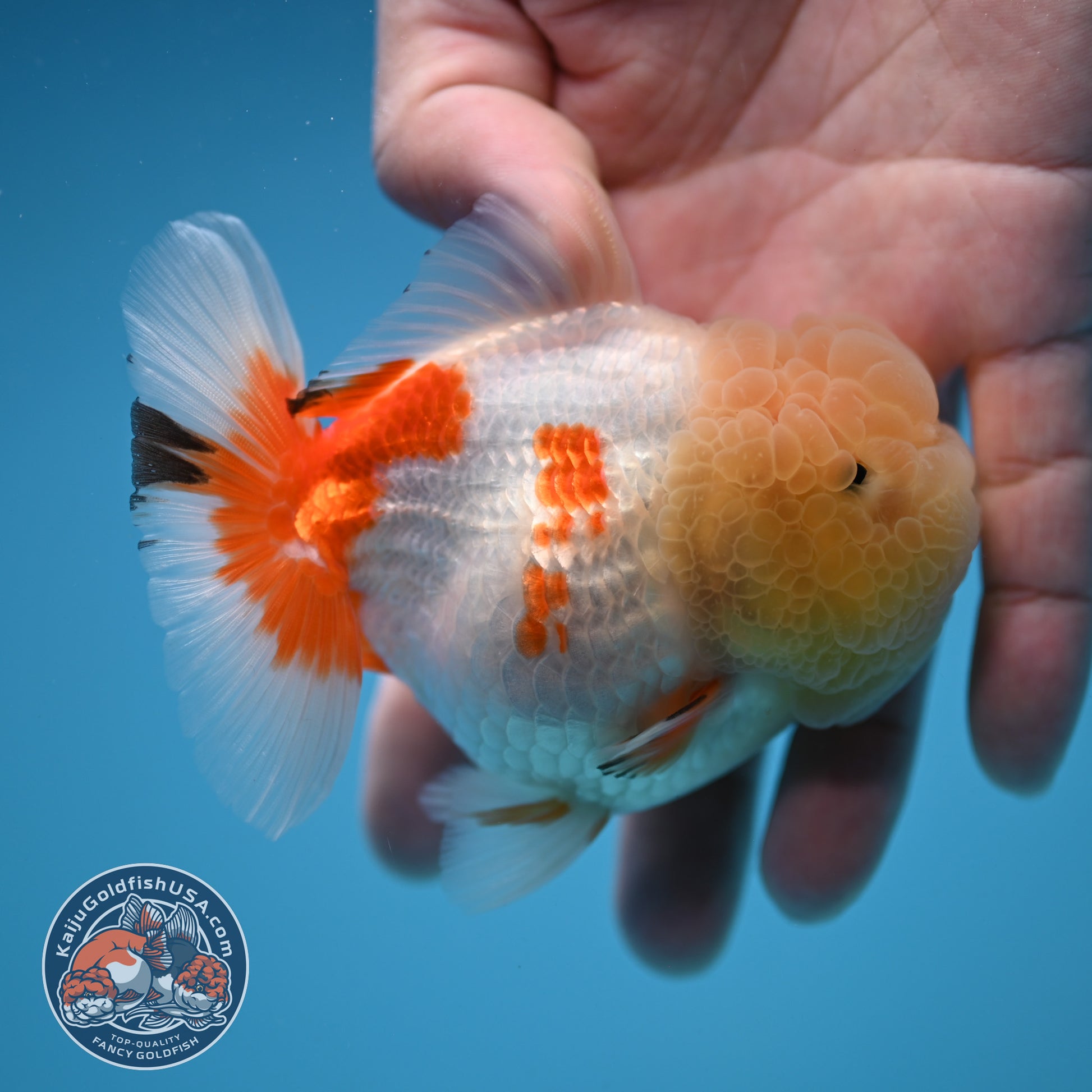 Red White Oranda 3.5 inch Body (251114_OR13)