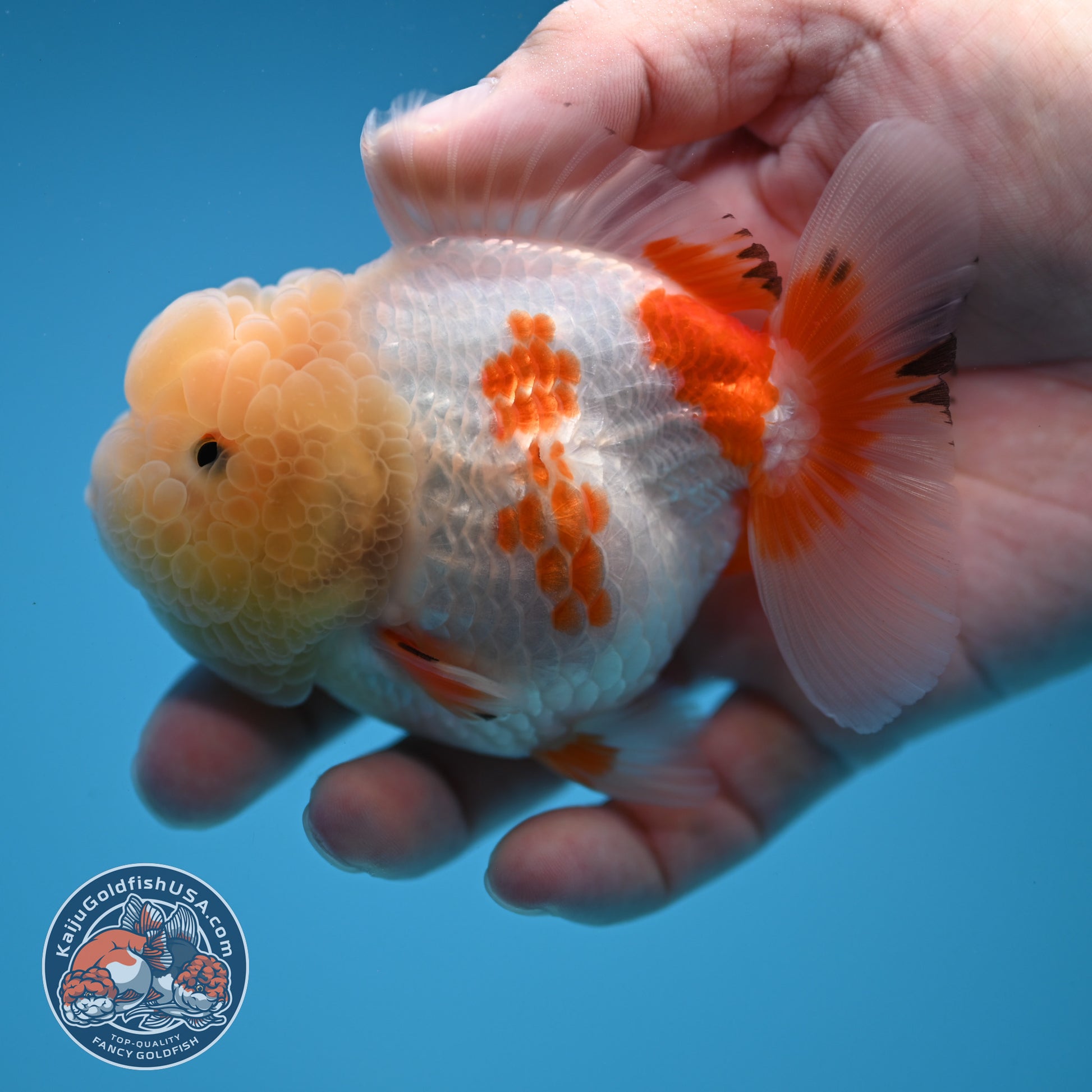 Red White Oranda 3.5 inch Body (251114_OR13)