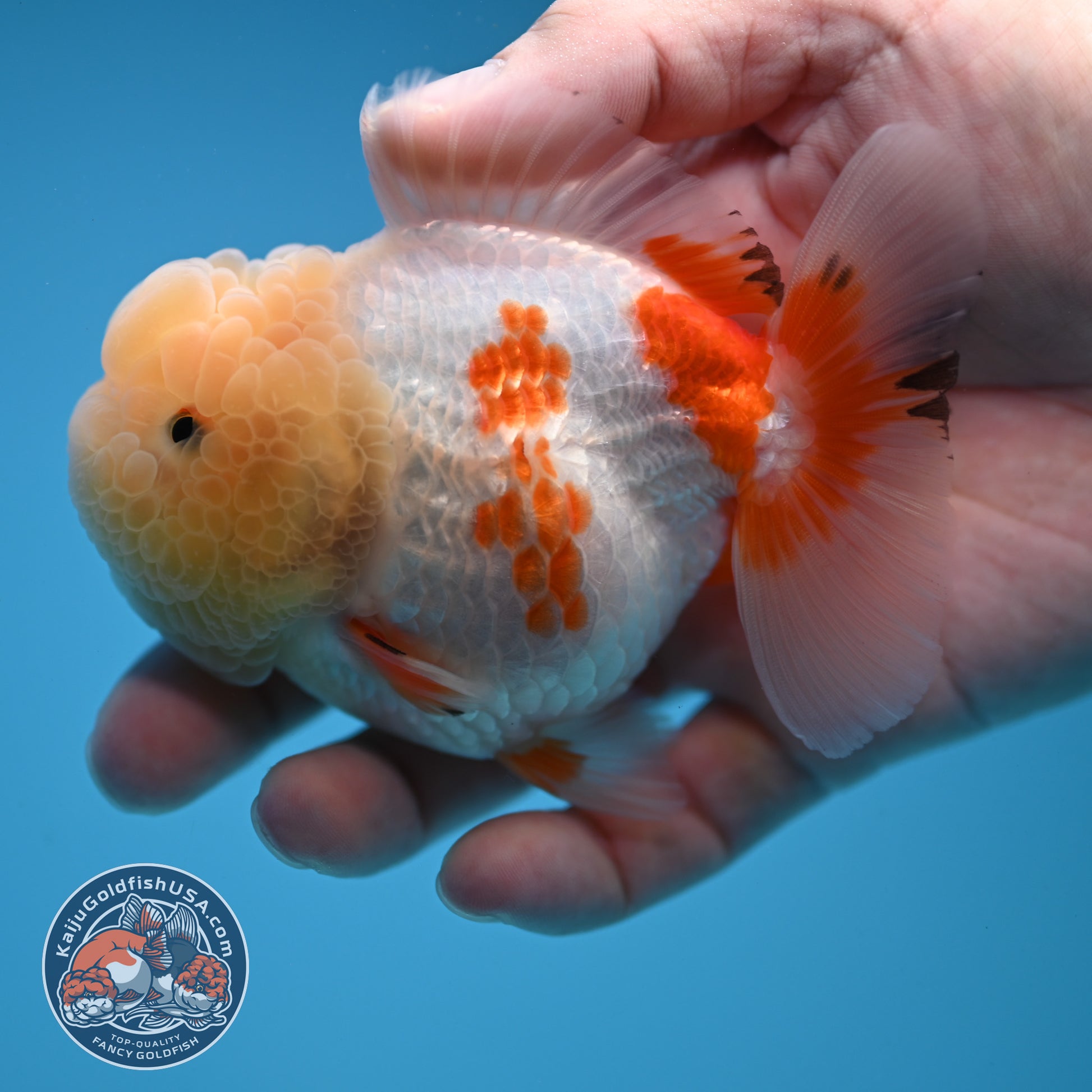 Red White Oranda 3.5 inch Body (251114_OR13)