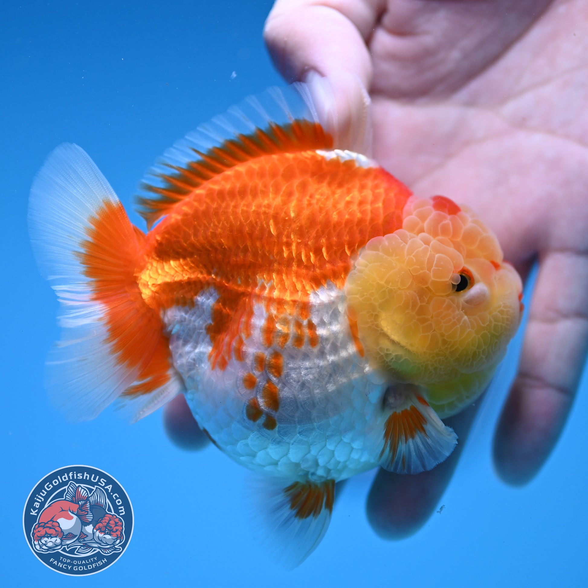 Red White Oranda 3.5 inch Body (260306_OR11)