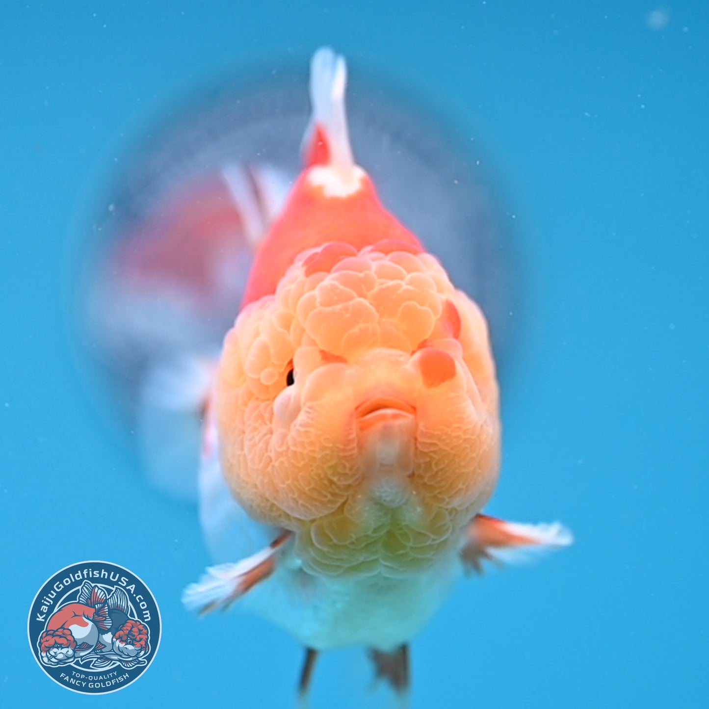 Red White Oranda 3.5 inch Body (260306_OR11)