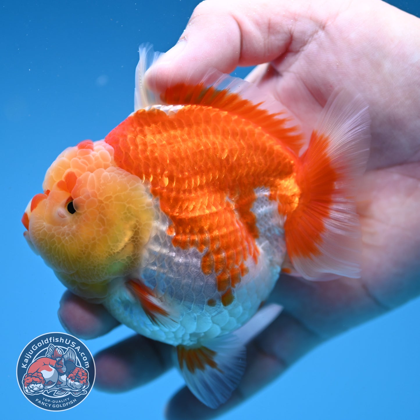 Red White Oranda 3.5 inch Body (260306_OR11)