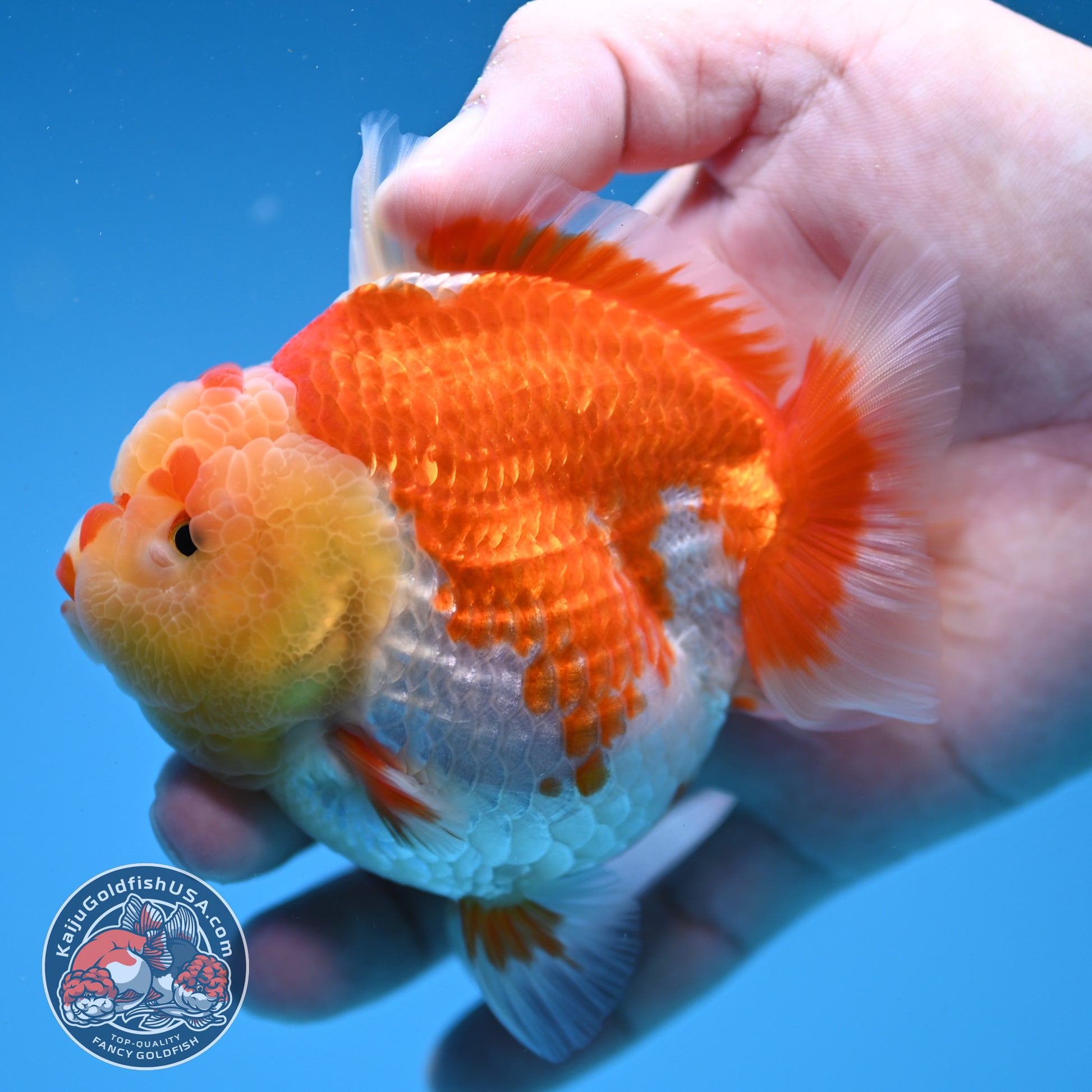 Red White Oranda 3.5 inch Body (260306_OR11)