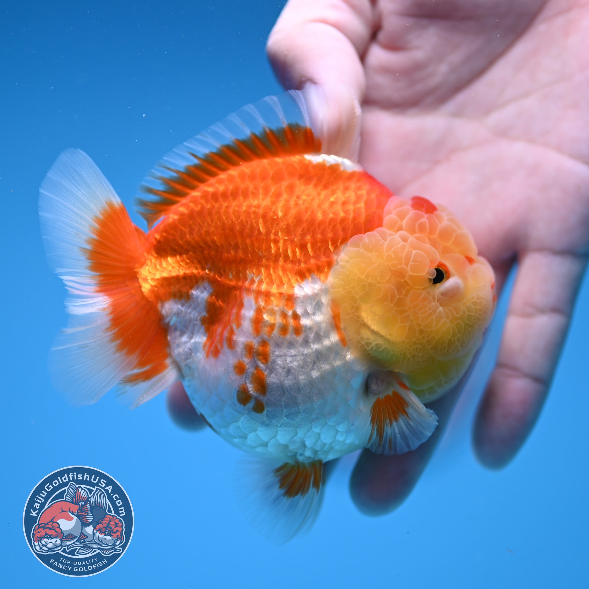 Red White Oranda 3.5 inch Body (260306_OR11)