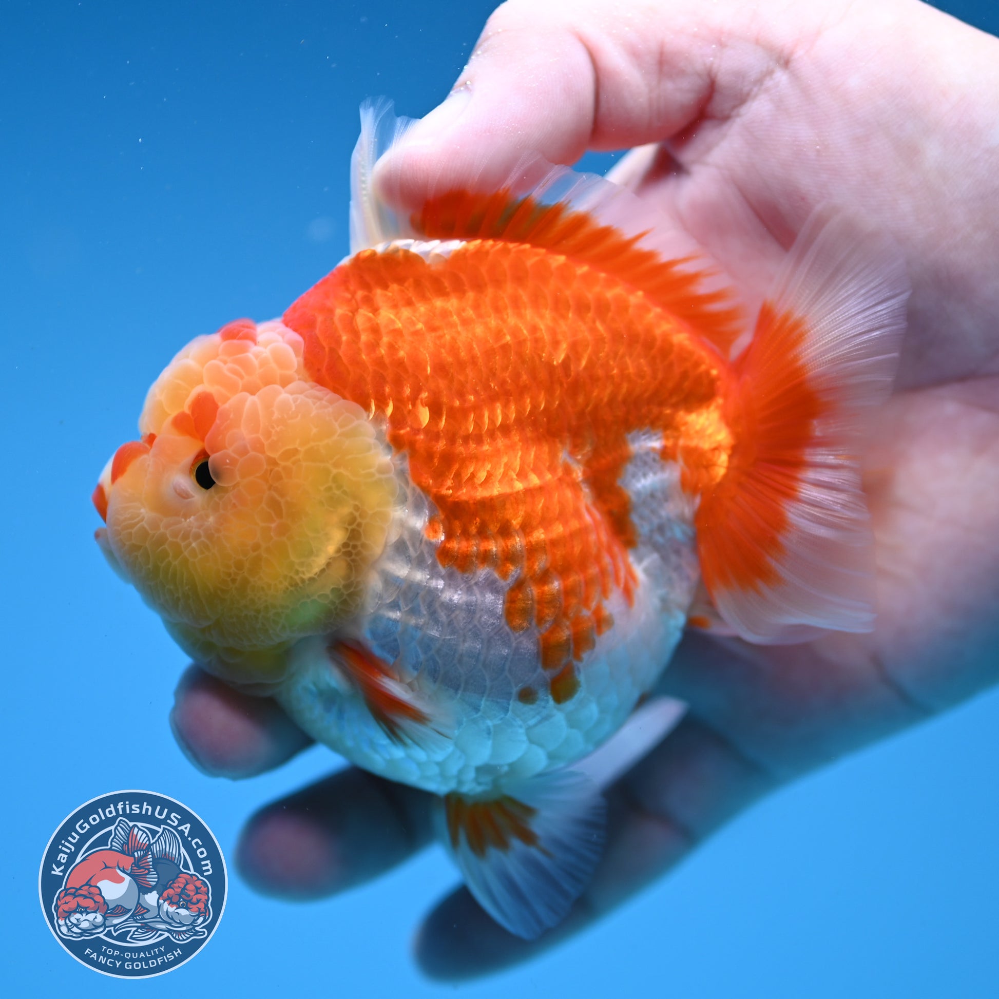 Red White Oranda 3.5 inch Body (260306_OR11)