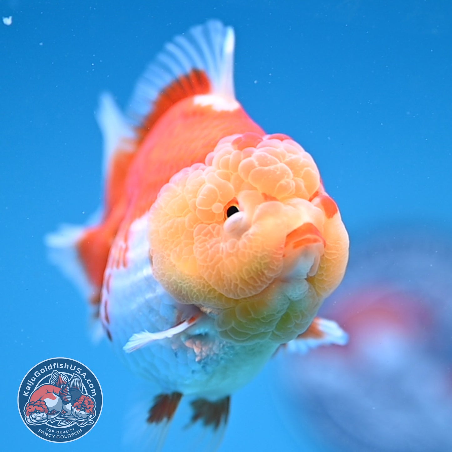Red White Oranda 3.5 inch Body (260306_OR11)