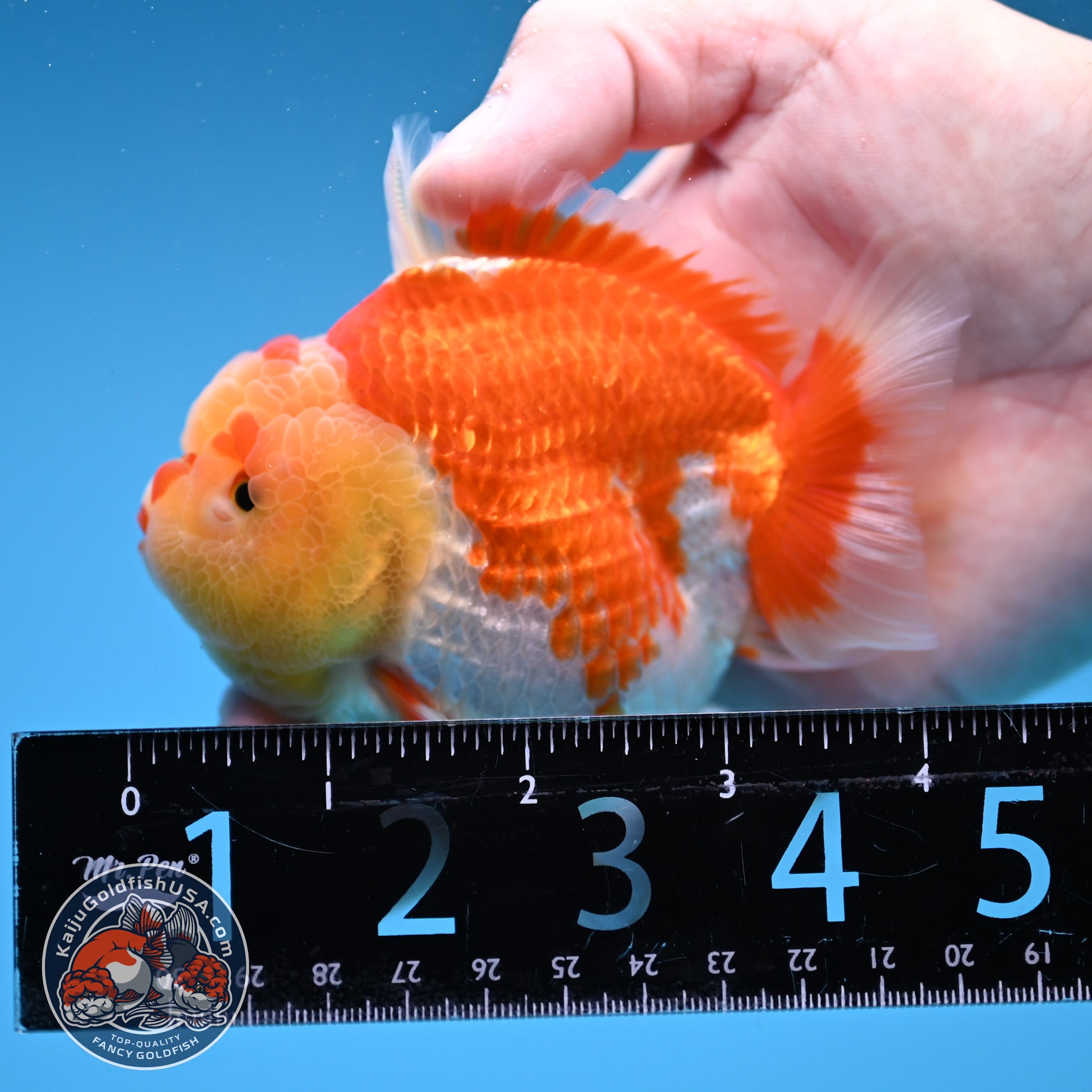 Red White Oranda 3.5 inch Body (260306_OR11)