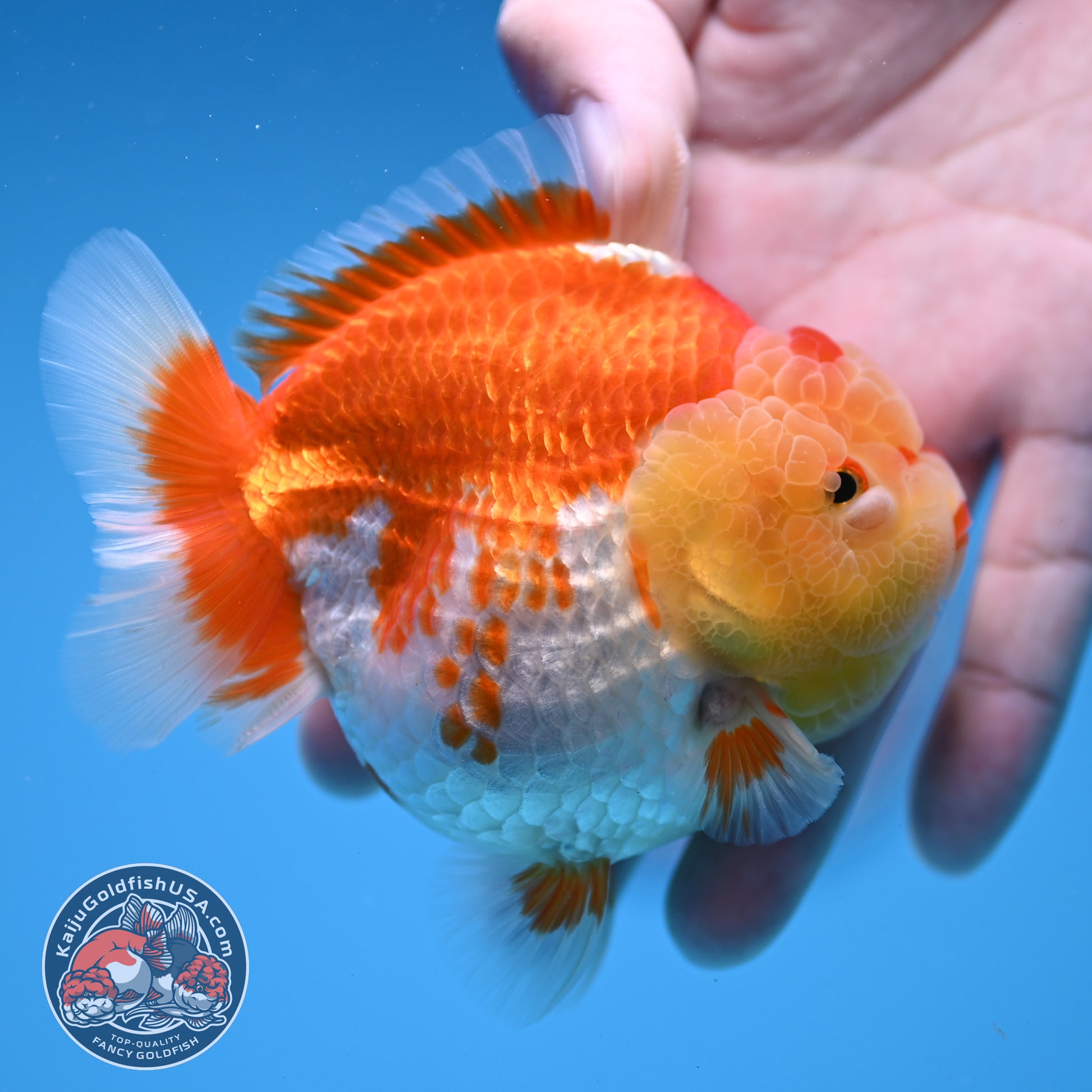 Red White Oranda 3.5 inch Body (260306_OR11)