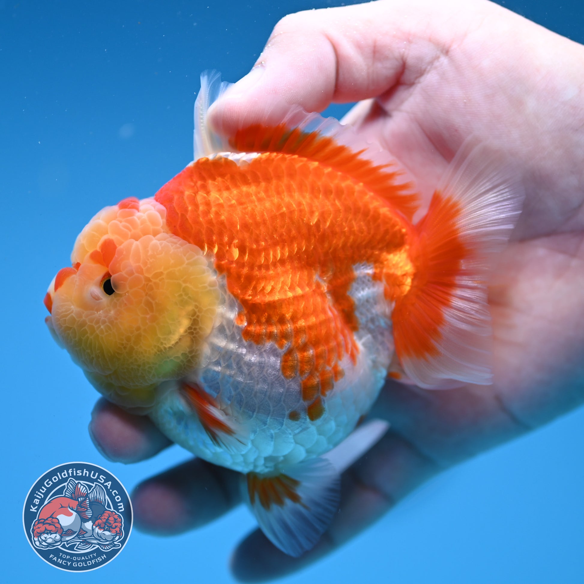 Red White Oranda 3.5 inch Body (260306_OR11)