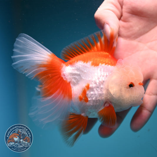 Red White Oranda 3.5 inch Body (260911_OR13)