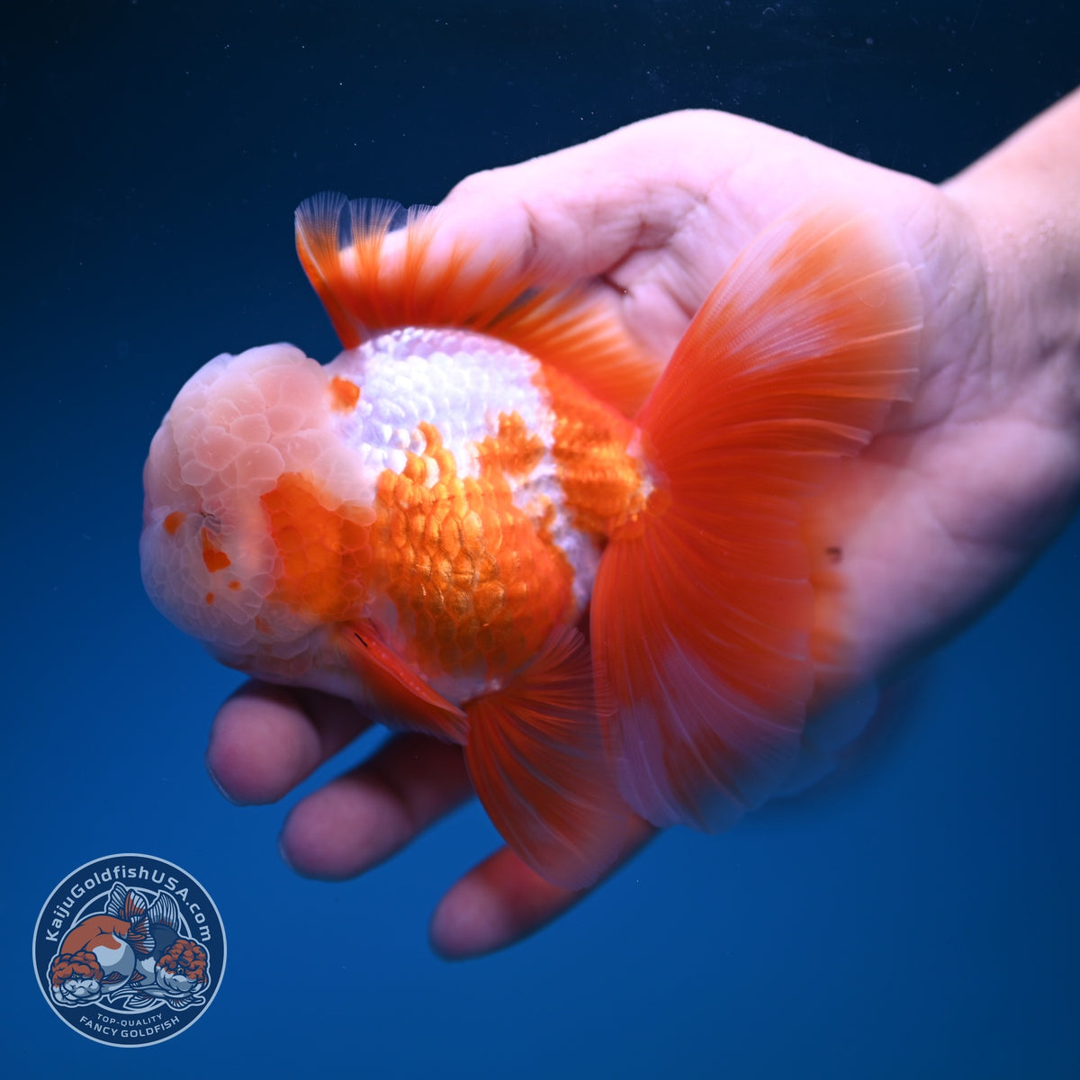 Red White Oranda 3.5 inch Body (261016_OR12)