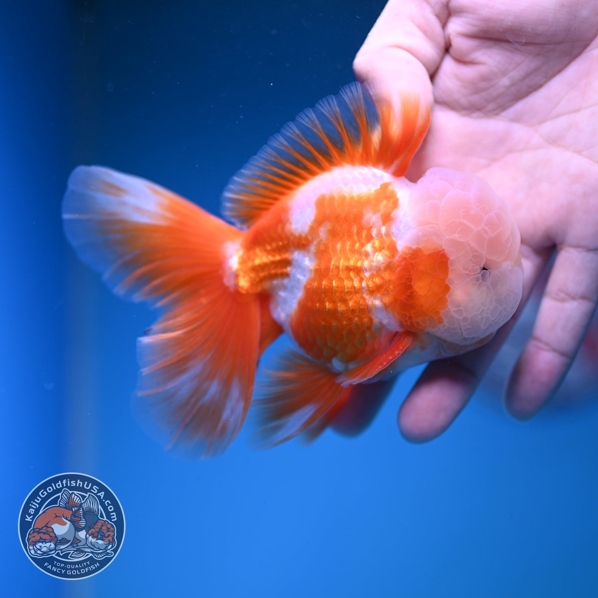 Red White Oranda 3.5 inch Body (261016_OR12)