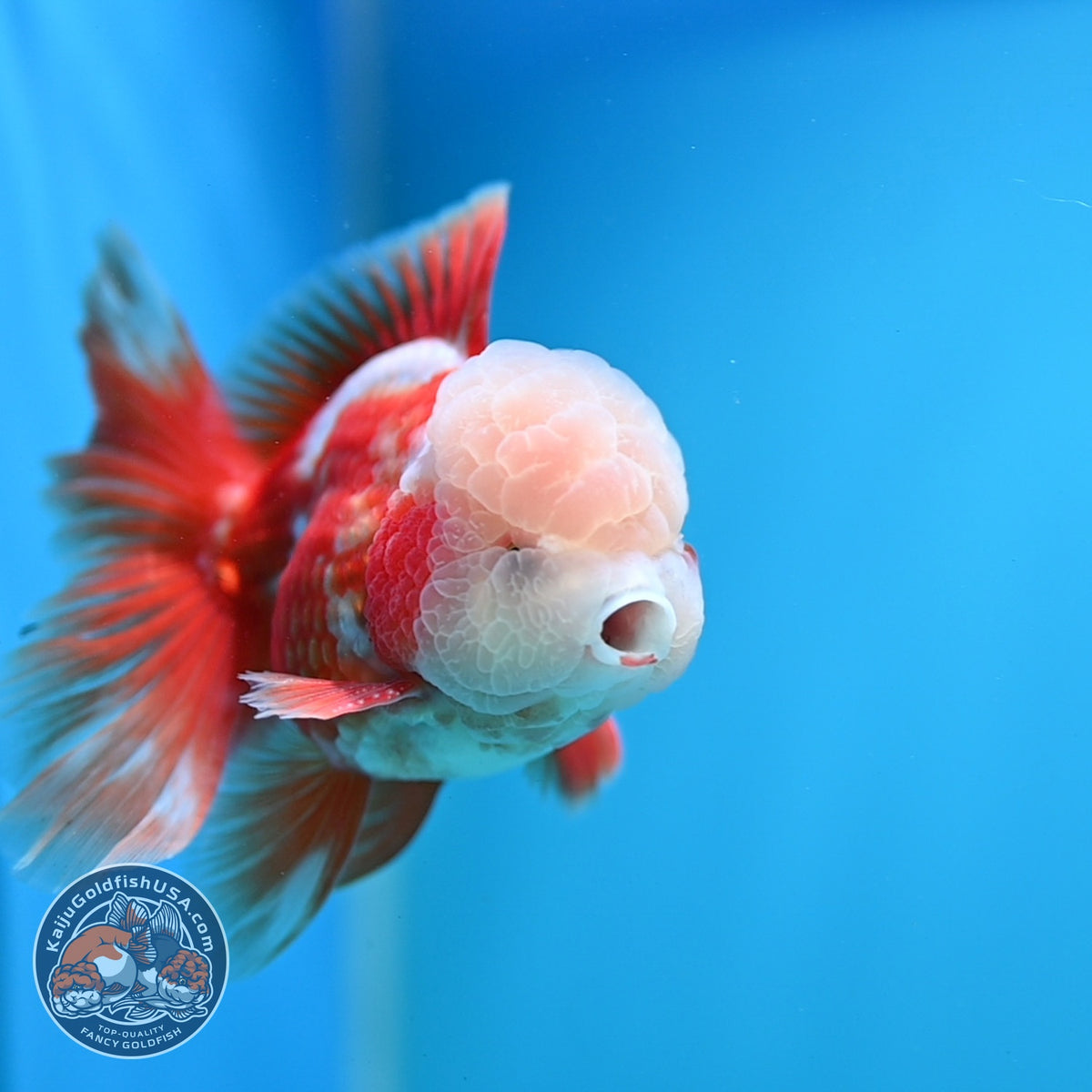 Red White Oranda 3.5 inch Body (261016_OR12)