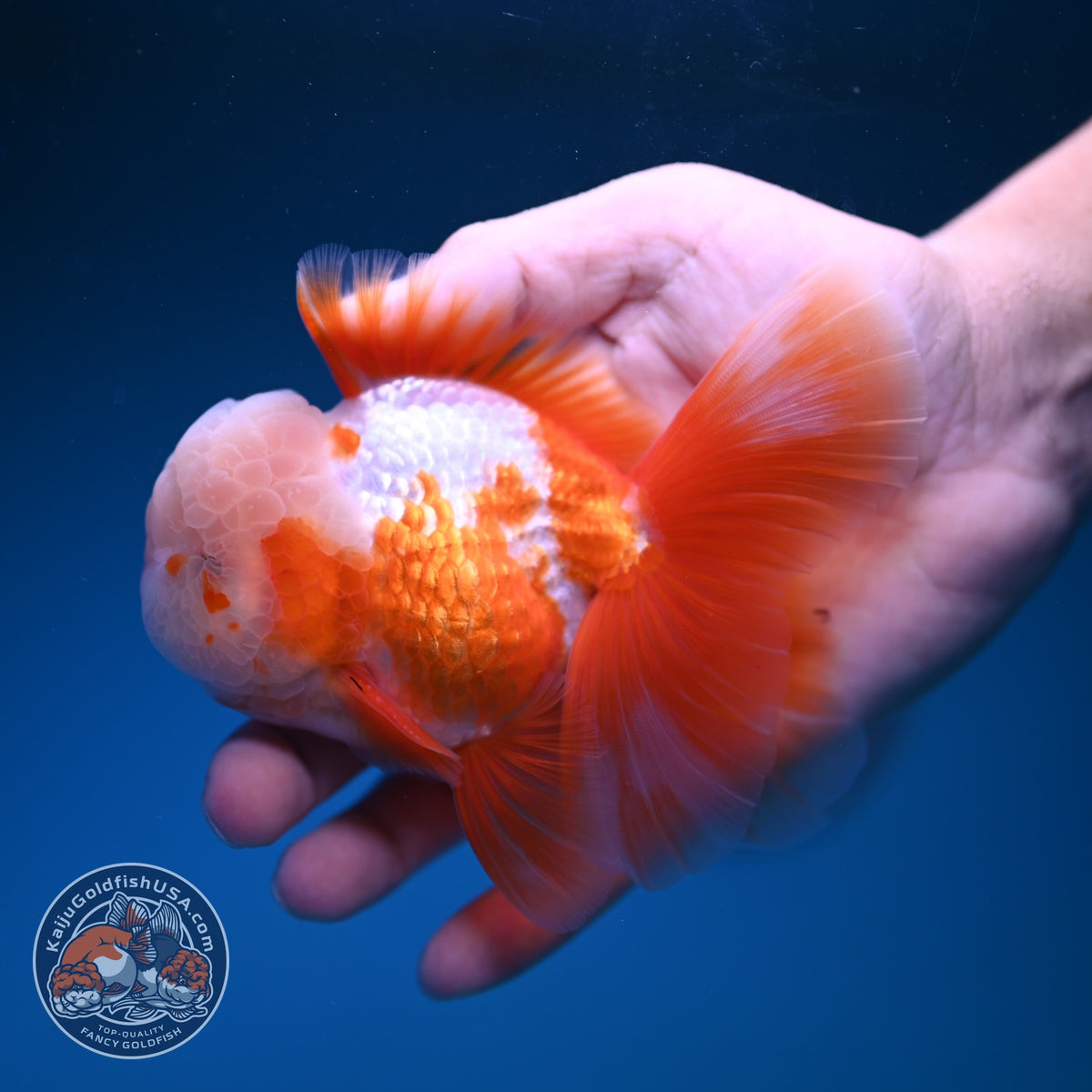 Red White Oranda 3.5 inch Body (261016_OR12)
