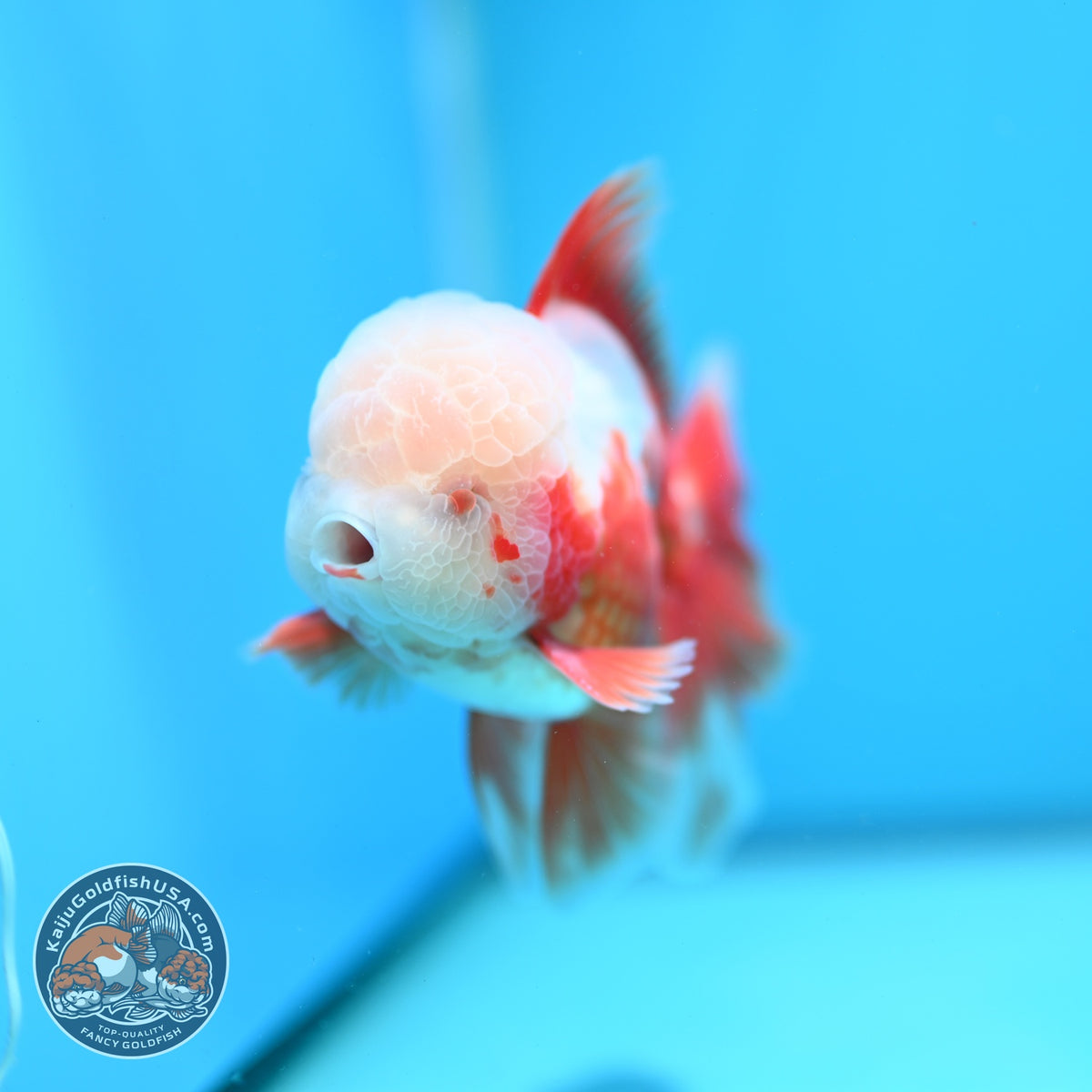 Red White Oranda 3.5 inch Body (261016_OR12)