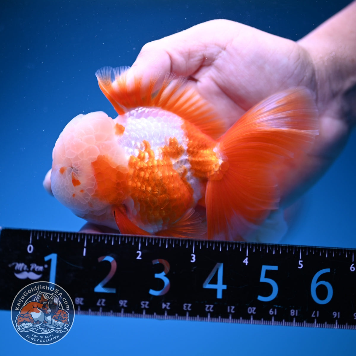 Red White Oranda 3.5 inch Body (261016_OR12)