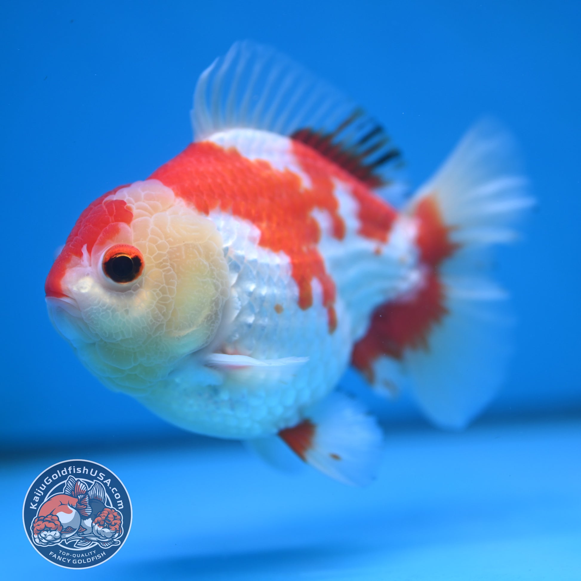 Red White Oranda 4 inch Body (251114_OR15)