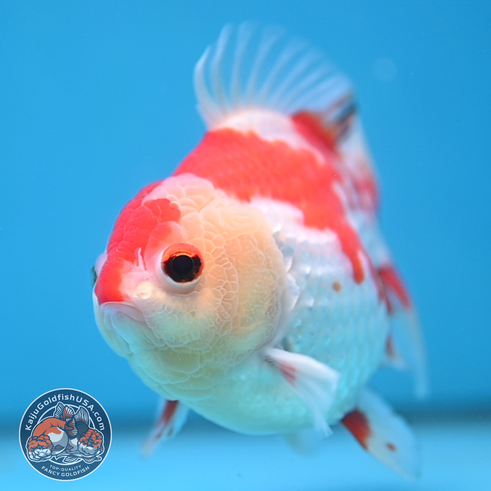 Red White Oranda 4 inch Body (251114_OR15)