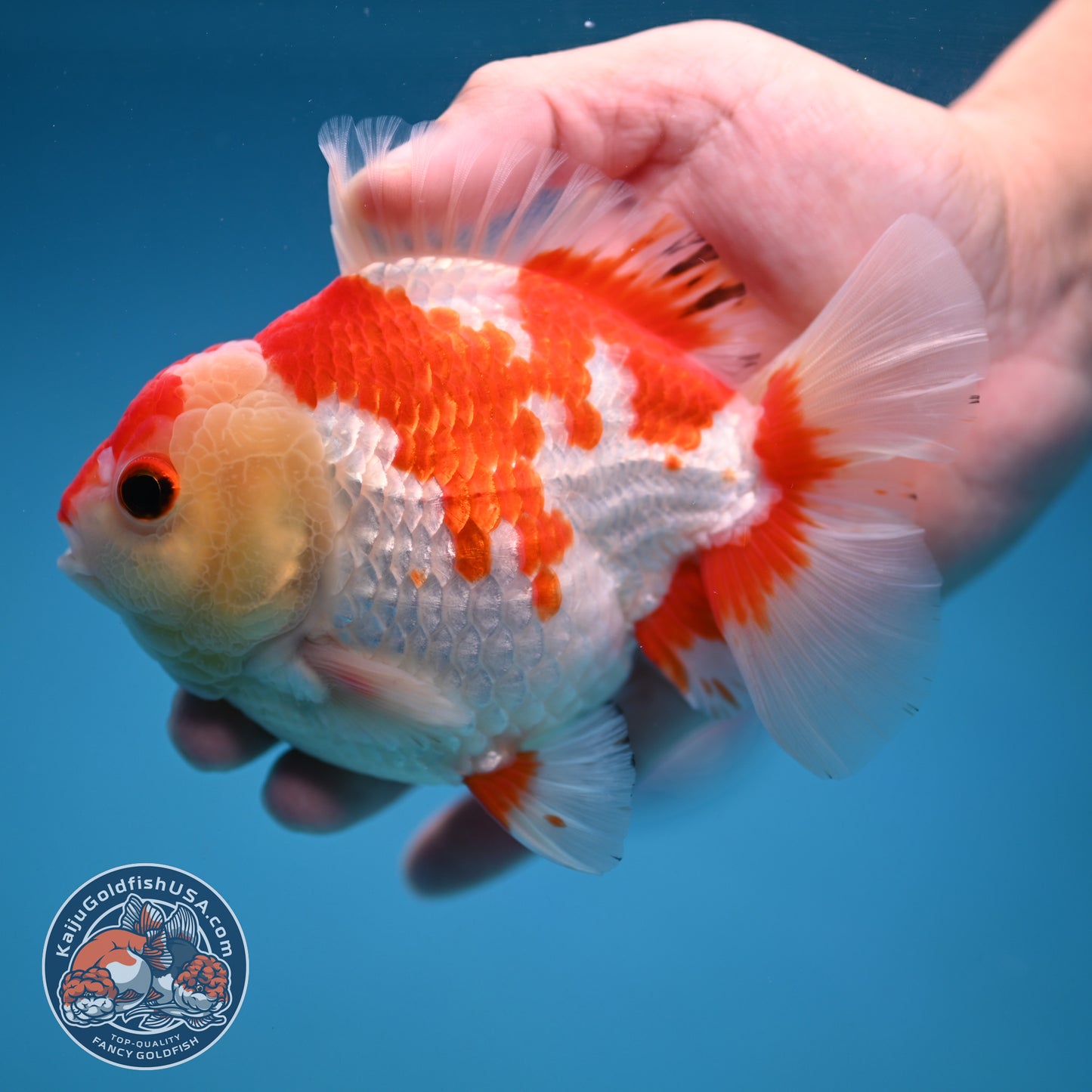 Red White Oranda 4 inch Body (251114_OR15)