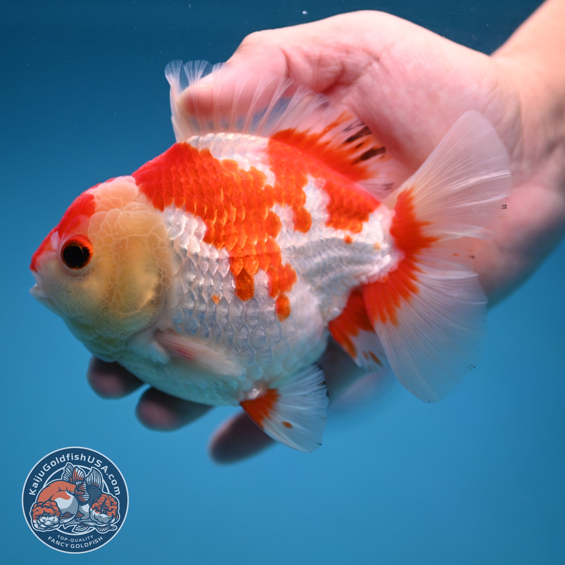 Red White Oranda 4 inch Body (251114_OR15)