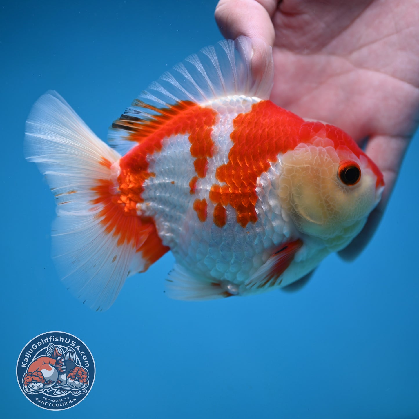 Red White Oranda 4 inch Body (251114_OR15)