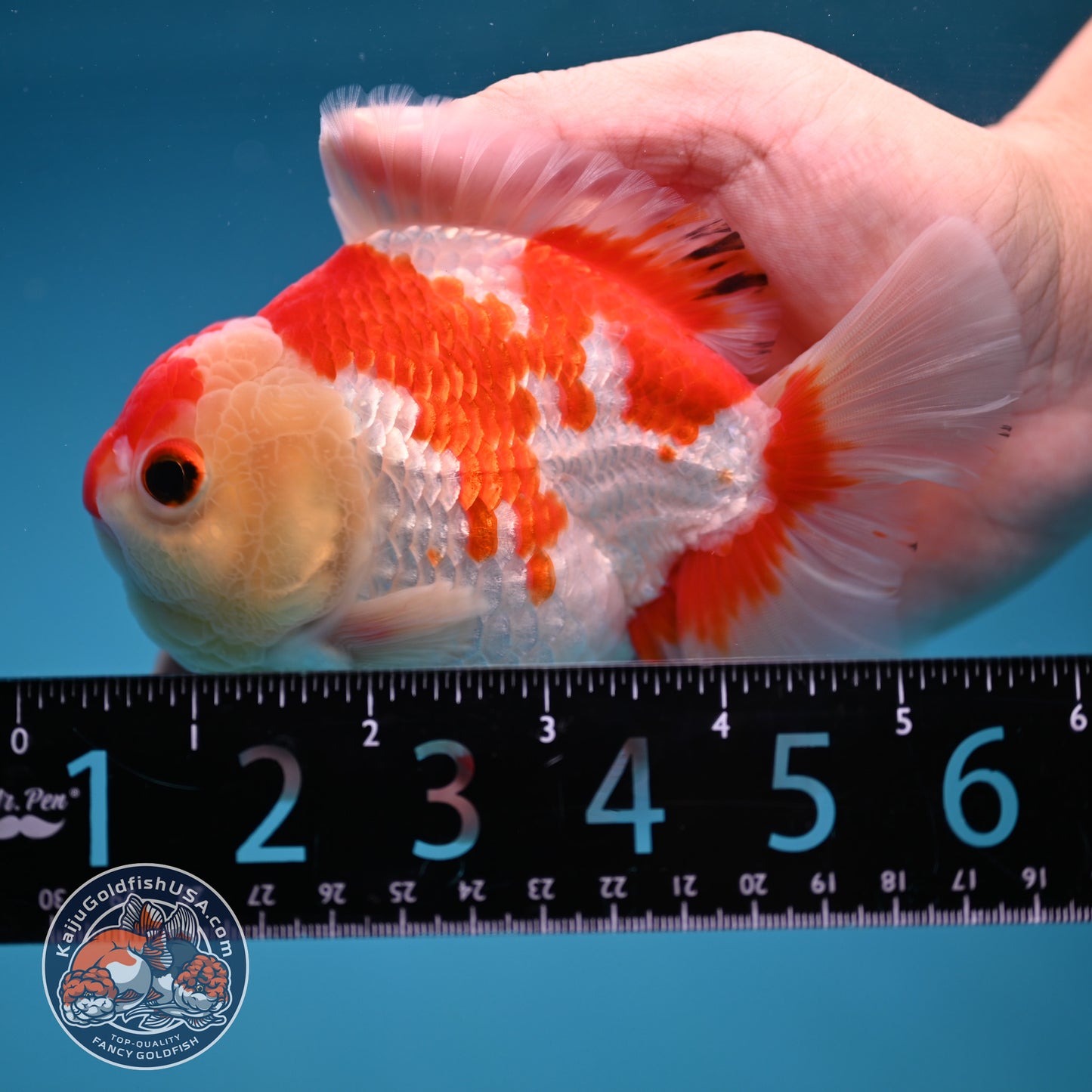 Red White Oranda 4 inch Body (251114_OR15)