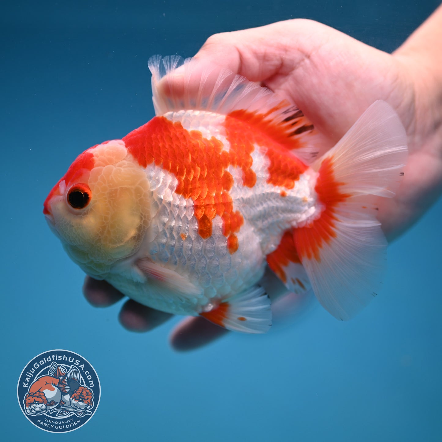 Red White Oranda 4 inch Body (251114_OR15)