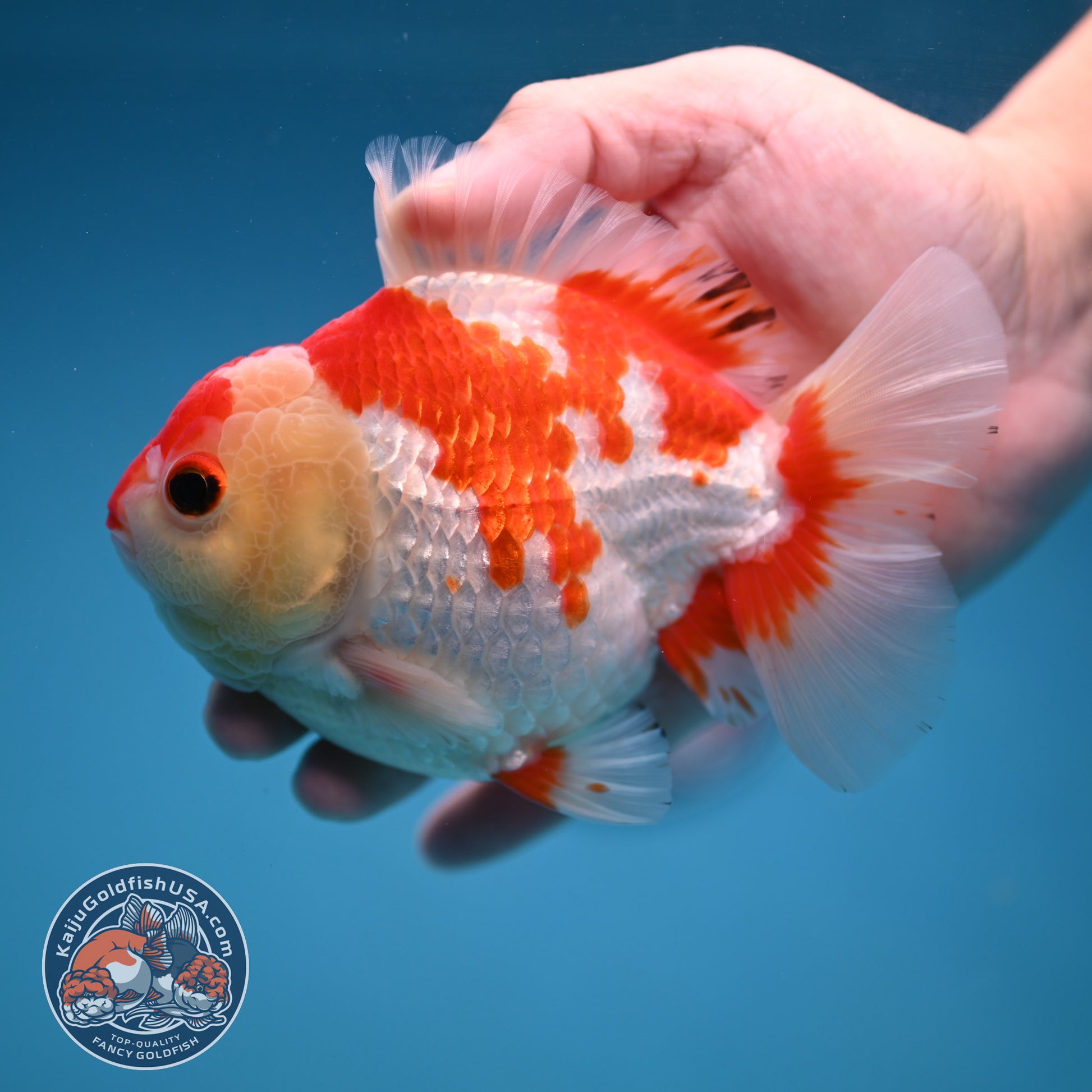 Red White Oranda 4 inch Body (251114_OR15)