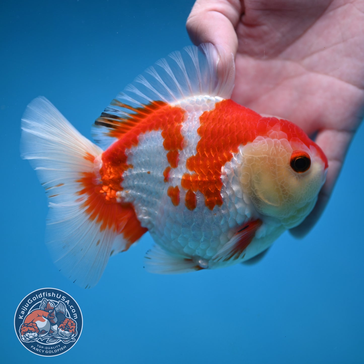 Red White Oranda 4 inch Body (251114_OR15)