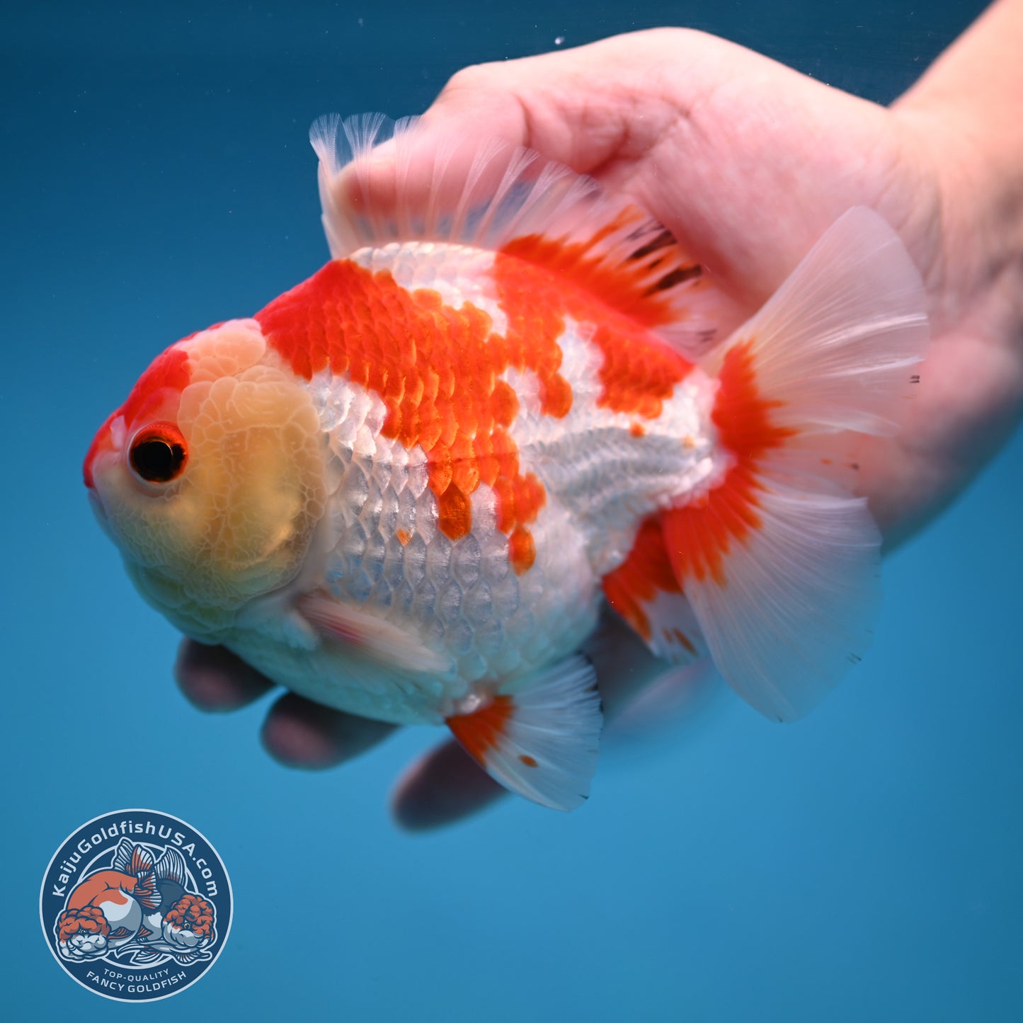 Red White Oranda 4 inch Body (251114_OR15)