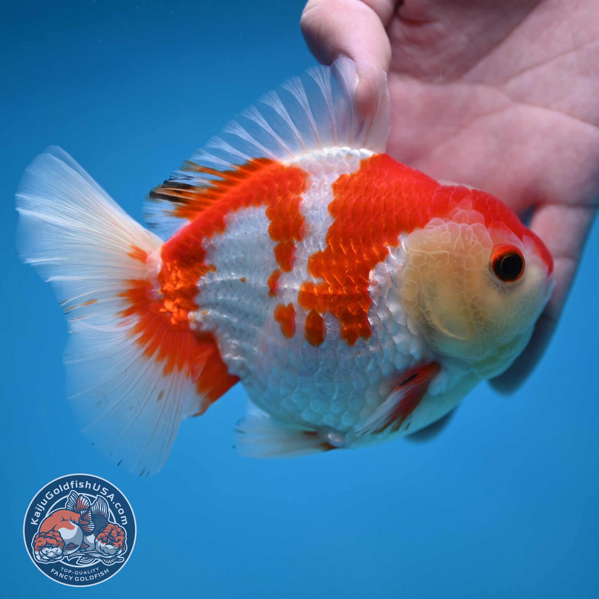 Red White Oranda 4 inch Body (251114_OR15)
