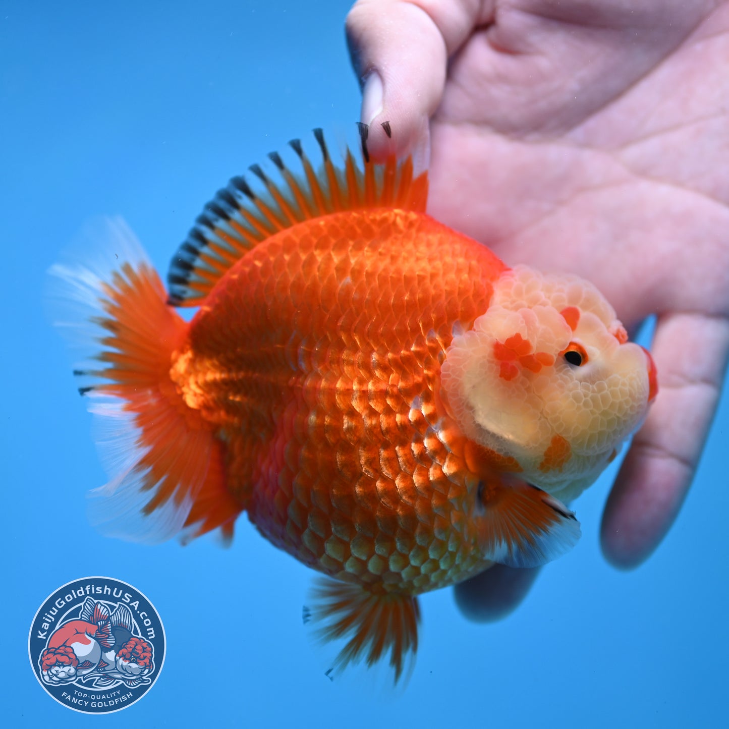 Red White Oranda 4 inch Body (260306_OR12)