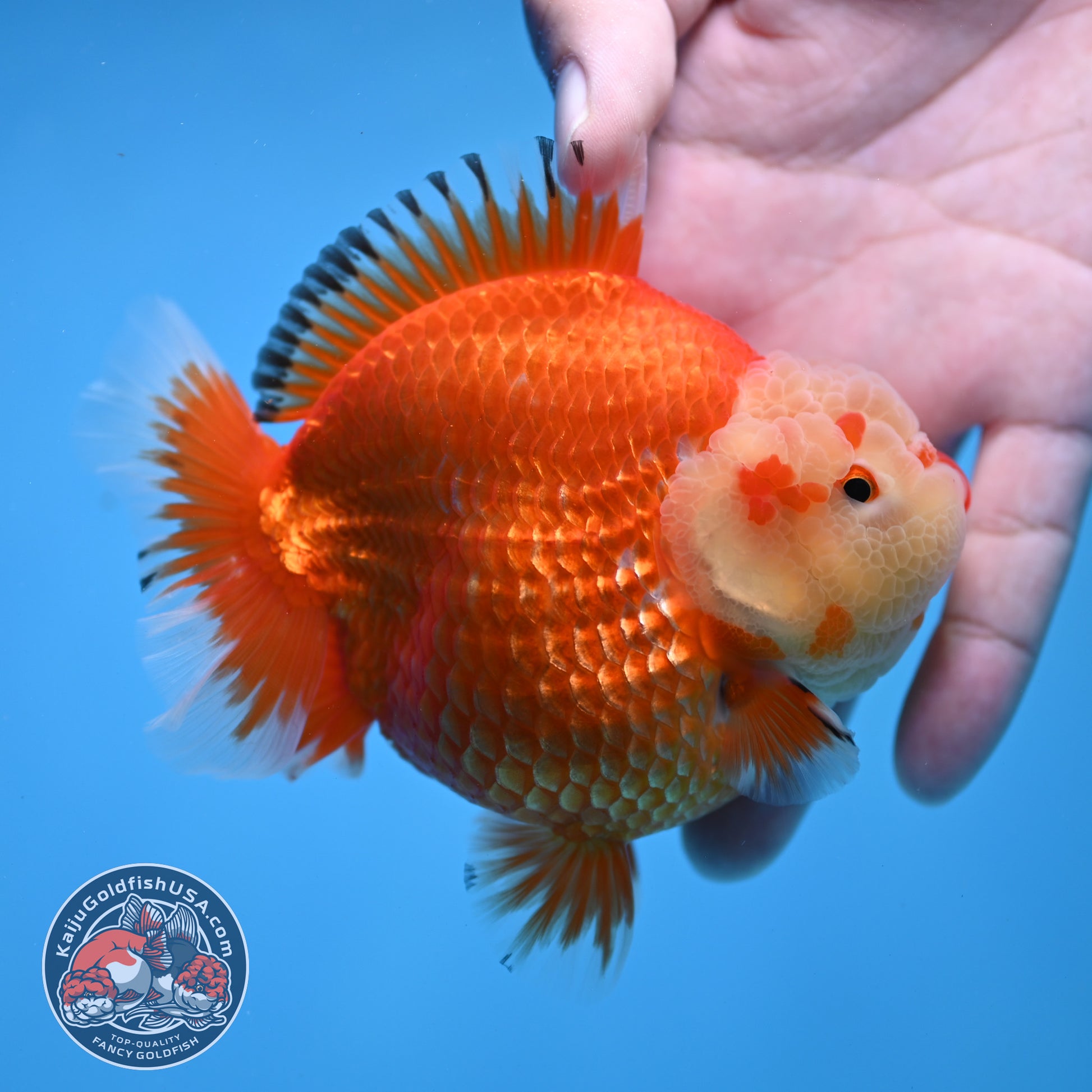 Red White Oranda 4 inch Body (260306_OR12)