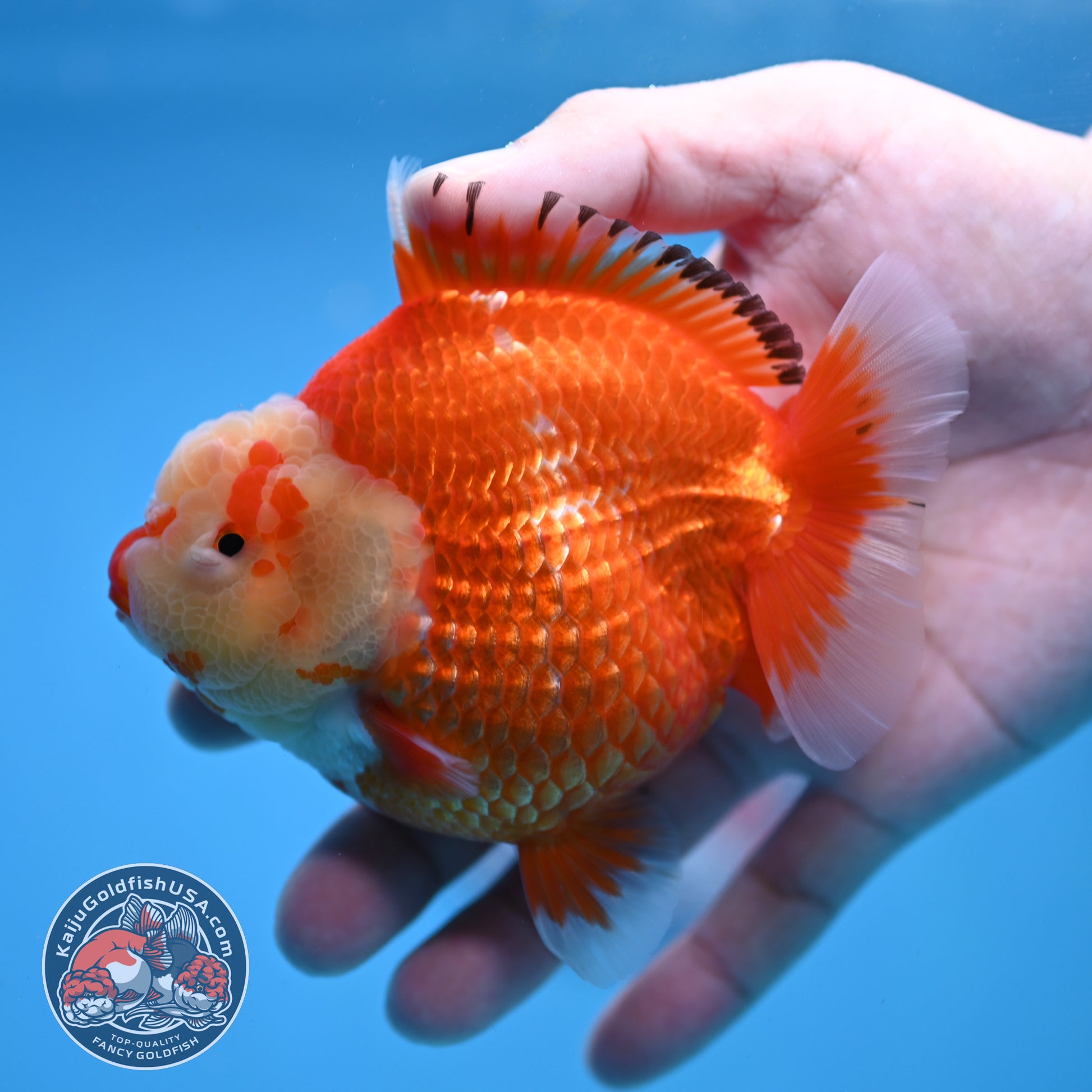 Red White Oranda 4 inch Body (260306_OR12)