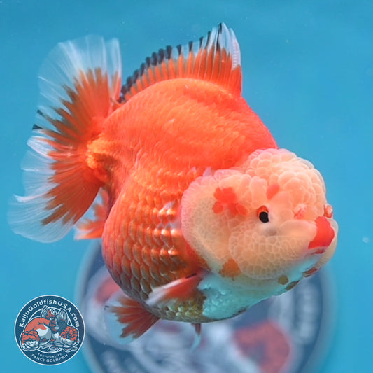 Red White Oranda 4 inch Body (260306_OR12)