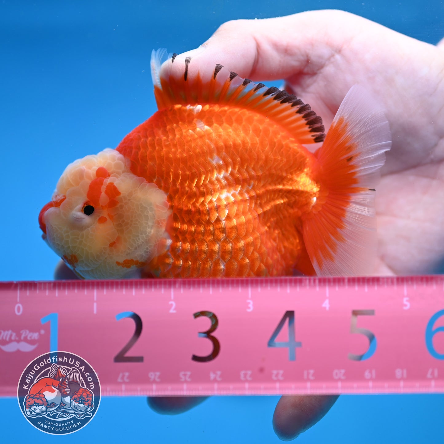 Red White Oranda 4 inch Body (260306_OR12)