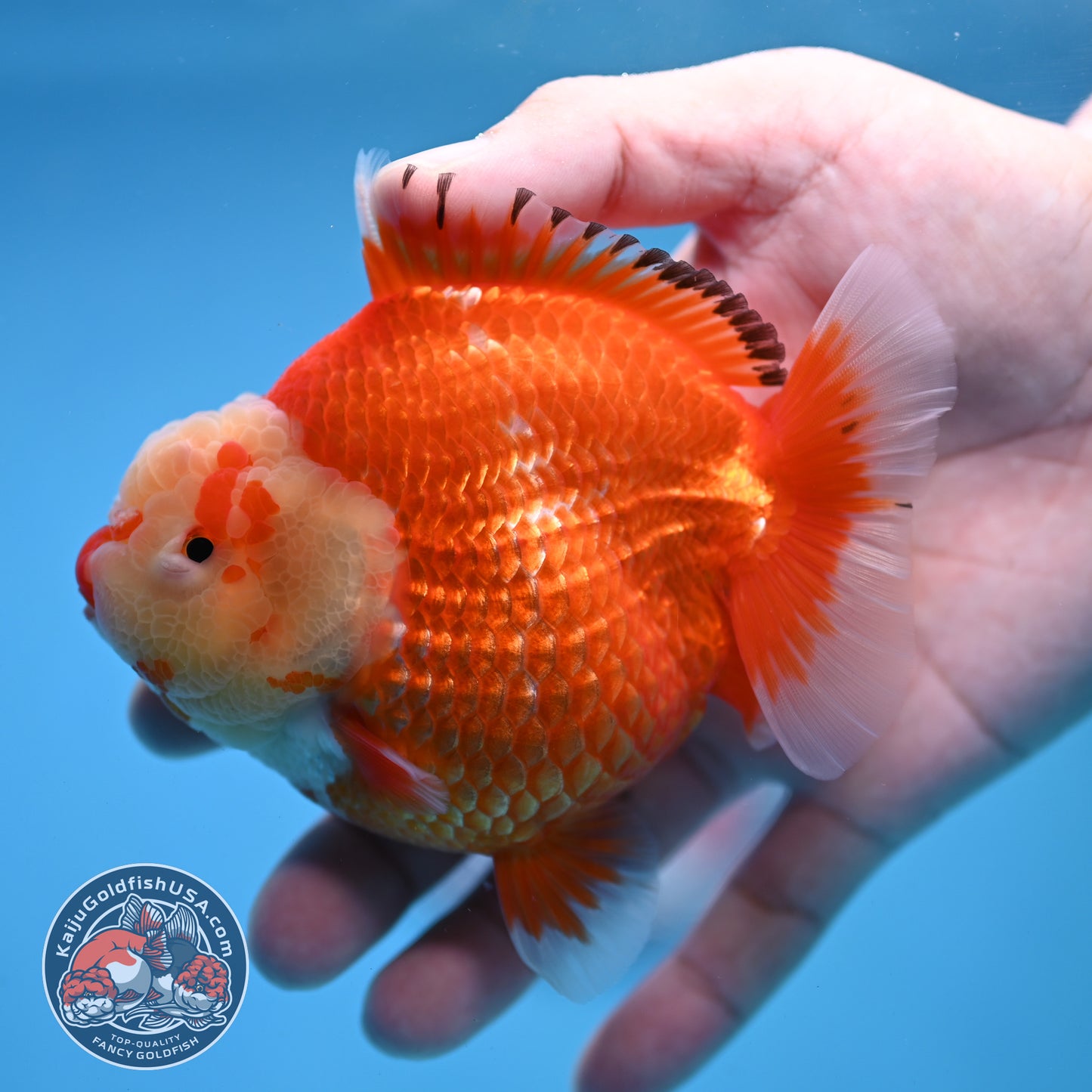 Red White Oranda 4 inch Body (260306_OR12)